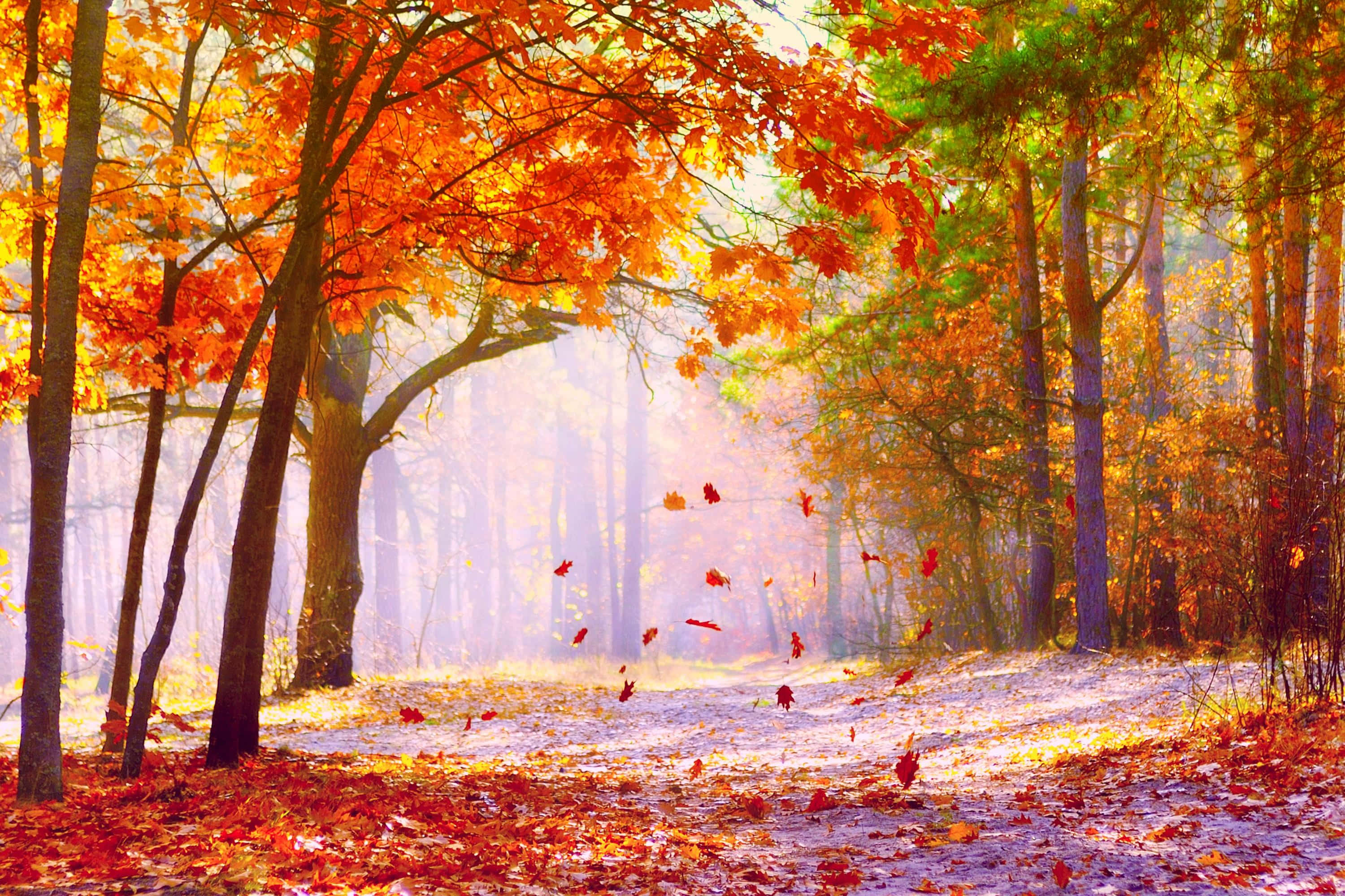 Fallen Leaves, autumn, orange leaves, 2K Desktop Wallpaper