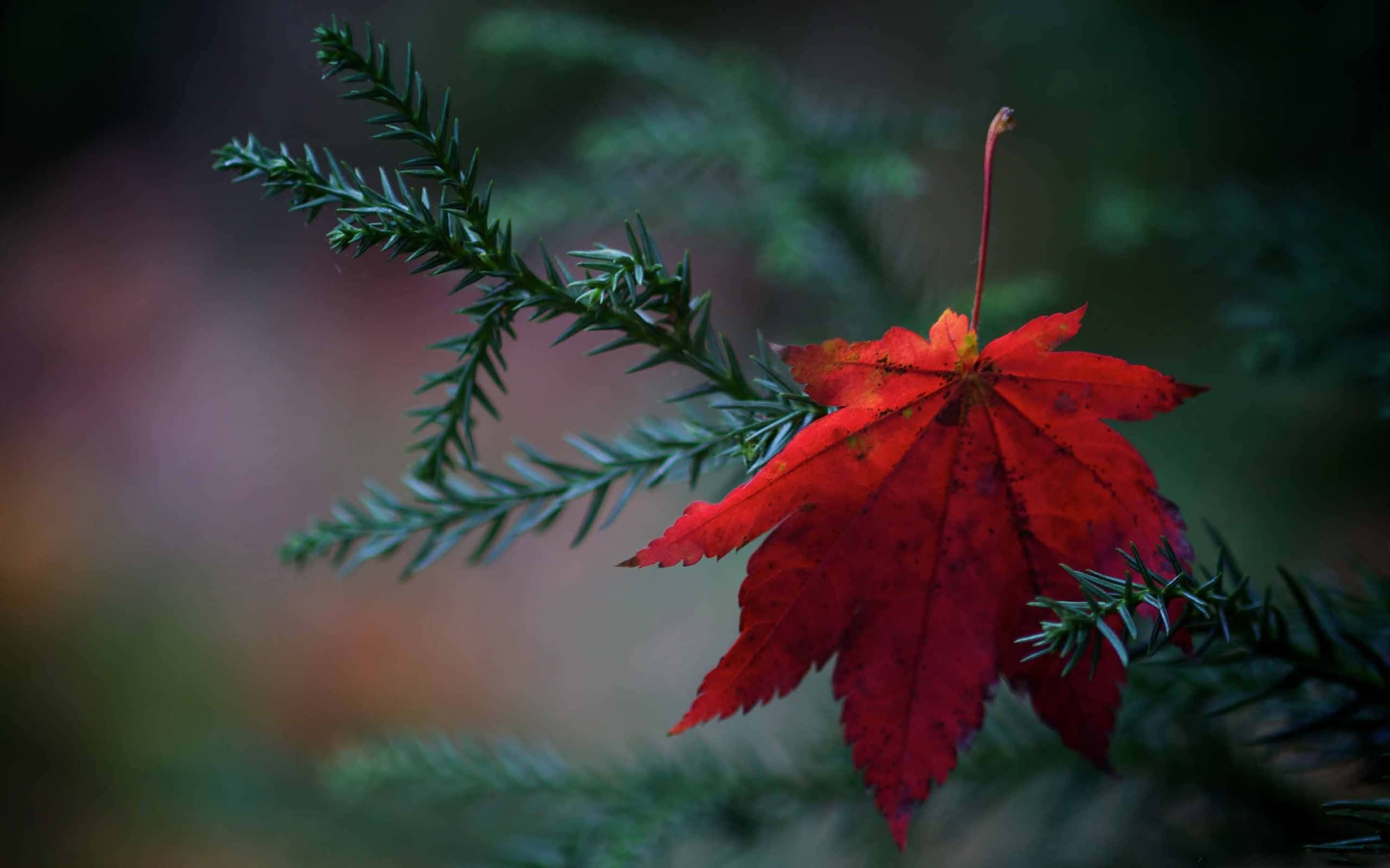 fallen leaves, red maple leaf, green evergreen branch, 2K Desktop Wallpaper