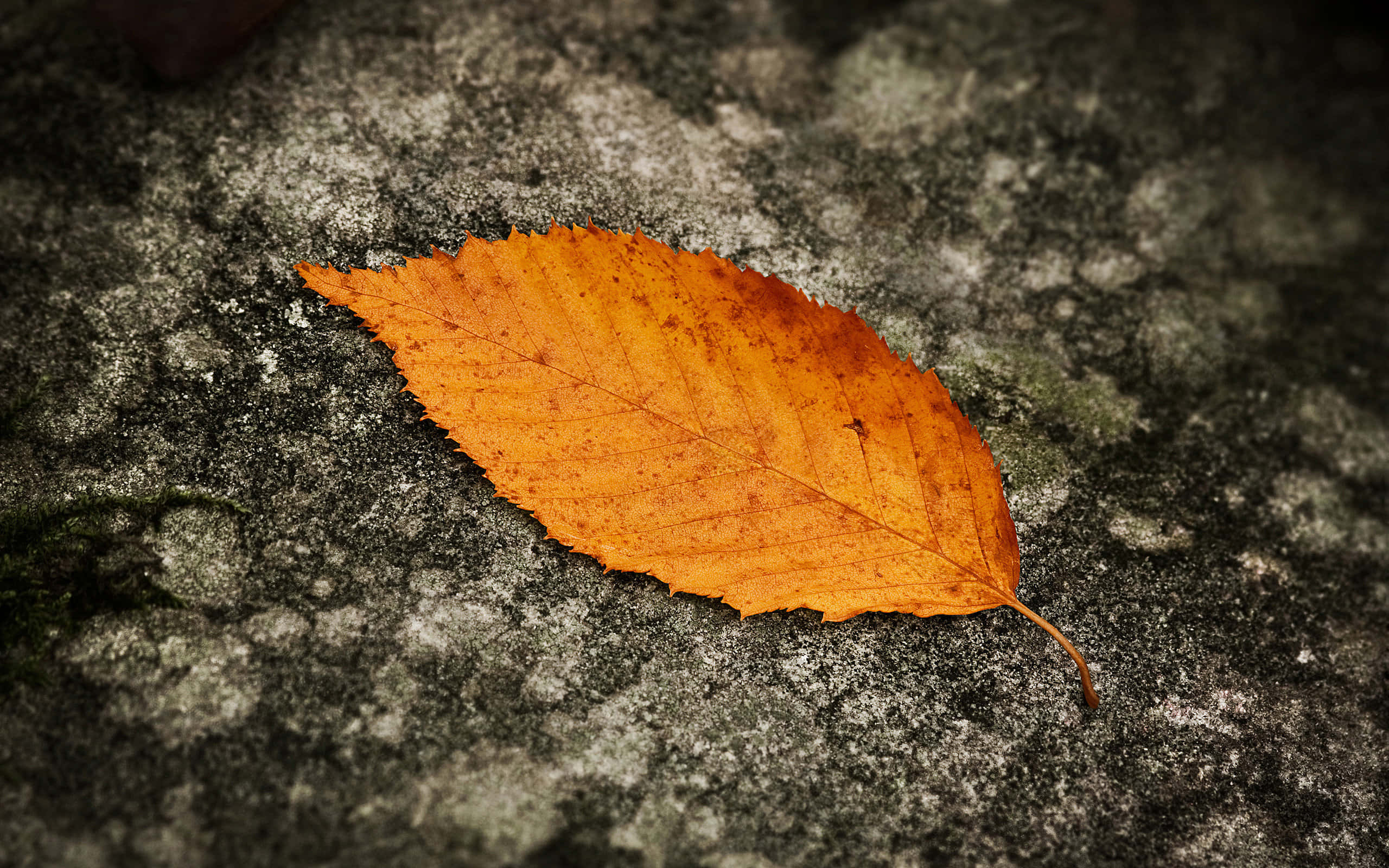 Fallen Leaves, autumn leaf, vibrant orange, 2K Desktop Wallpaper