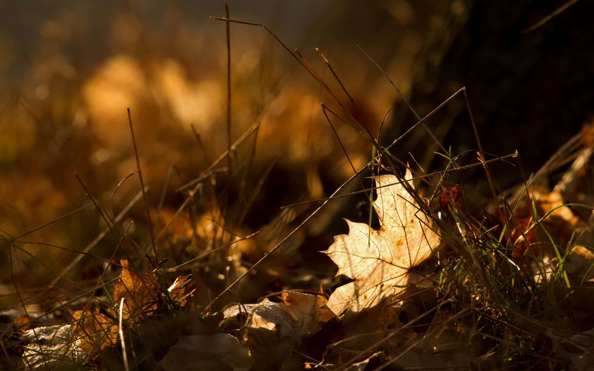 golden maple leaf, dry grass blades, warm autumn sunlight, Full HD Desktop Wallpaper