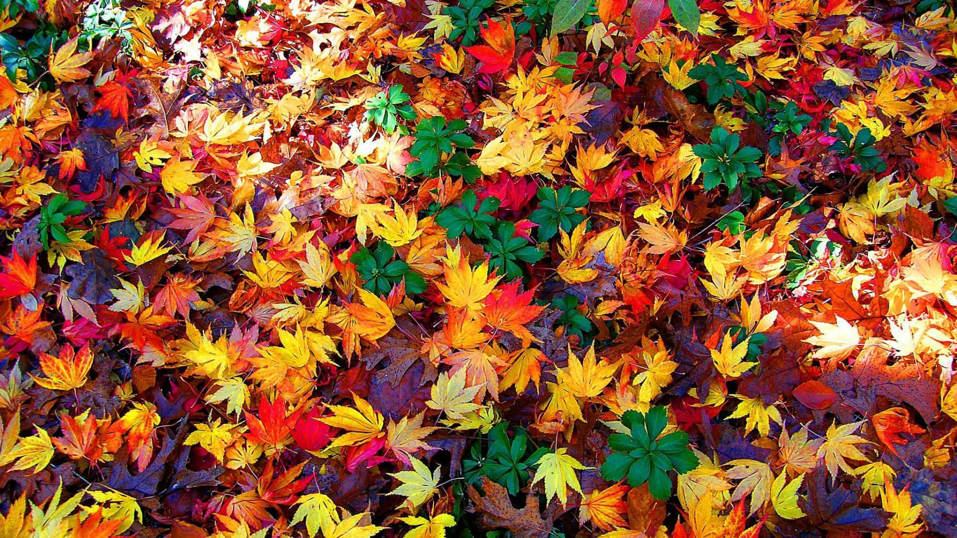 autumn colors, fiery reds, yellows, Full HD Desktop Wallpaper
