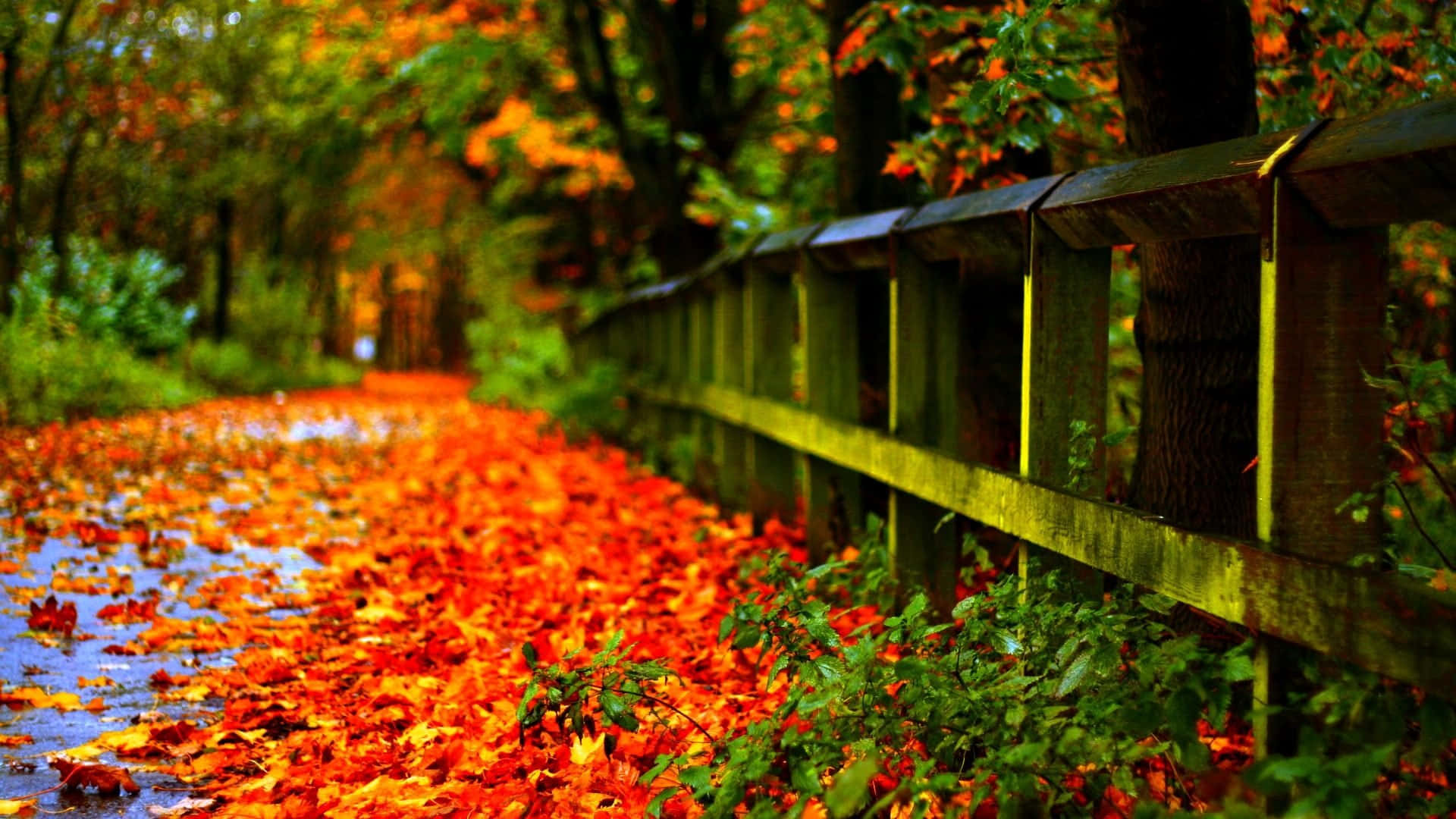 Fallen Leaves, autumn leaves, vibrant orange, Full HD Desktop Wallpaper