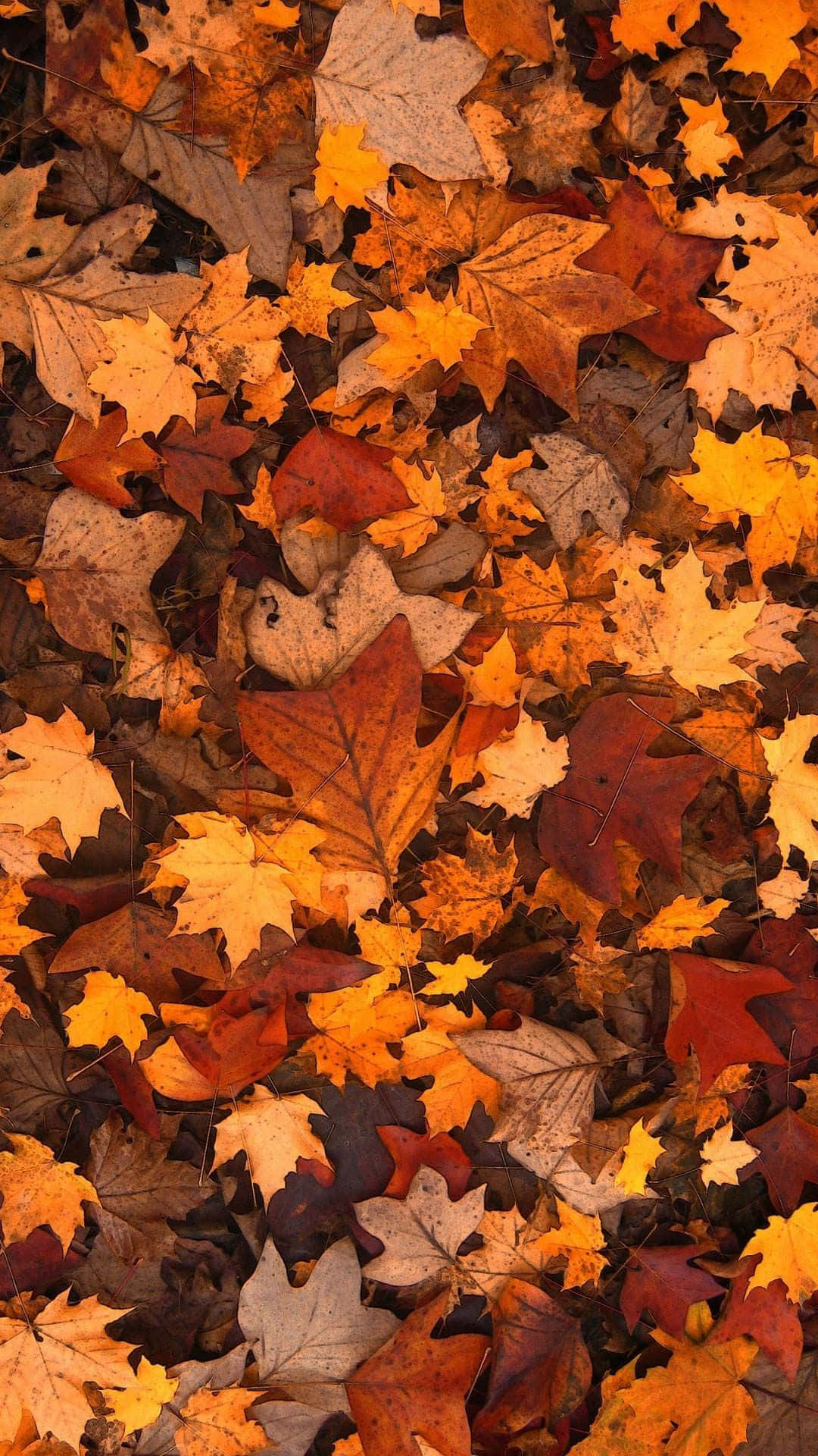 fallen leaves, maple leaves, autumn hues, Full HD Phone Wallpaper