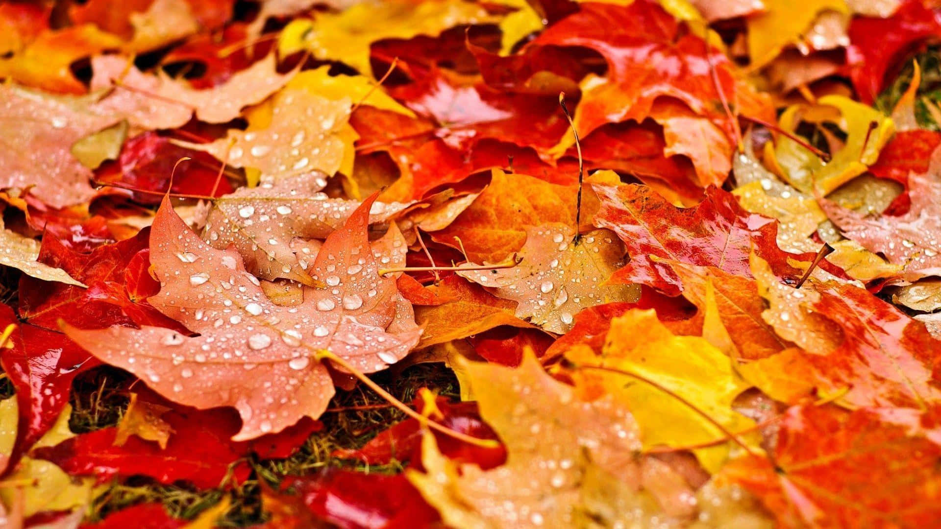 Fallen Leaves, autumn pathway, red orange and yellow hues, Full HD Desktop Wallpaper