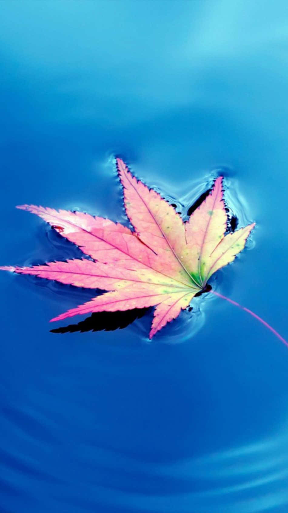 fallen leaves, maple leaf, pink, HD Phone Wallpaper
