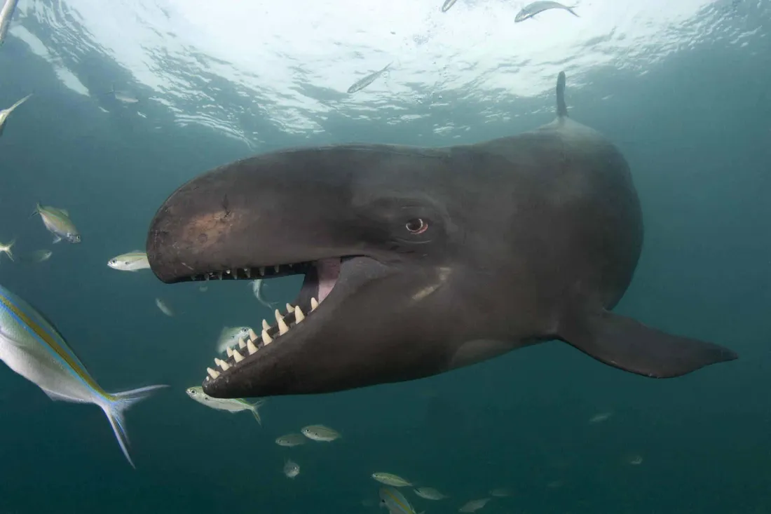 False Killer Whale