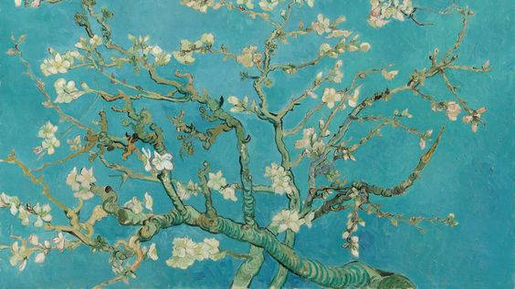 almond blossom, white blossoms, vivid turquoise sky, SD Desktop Wallpaper