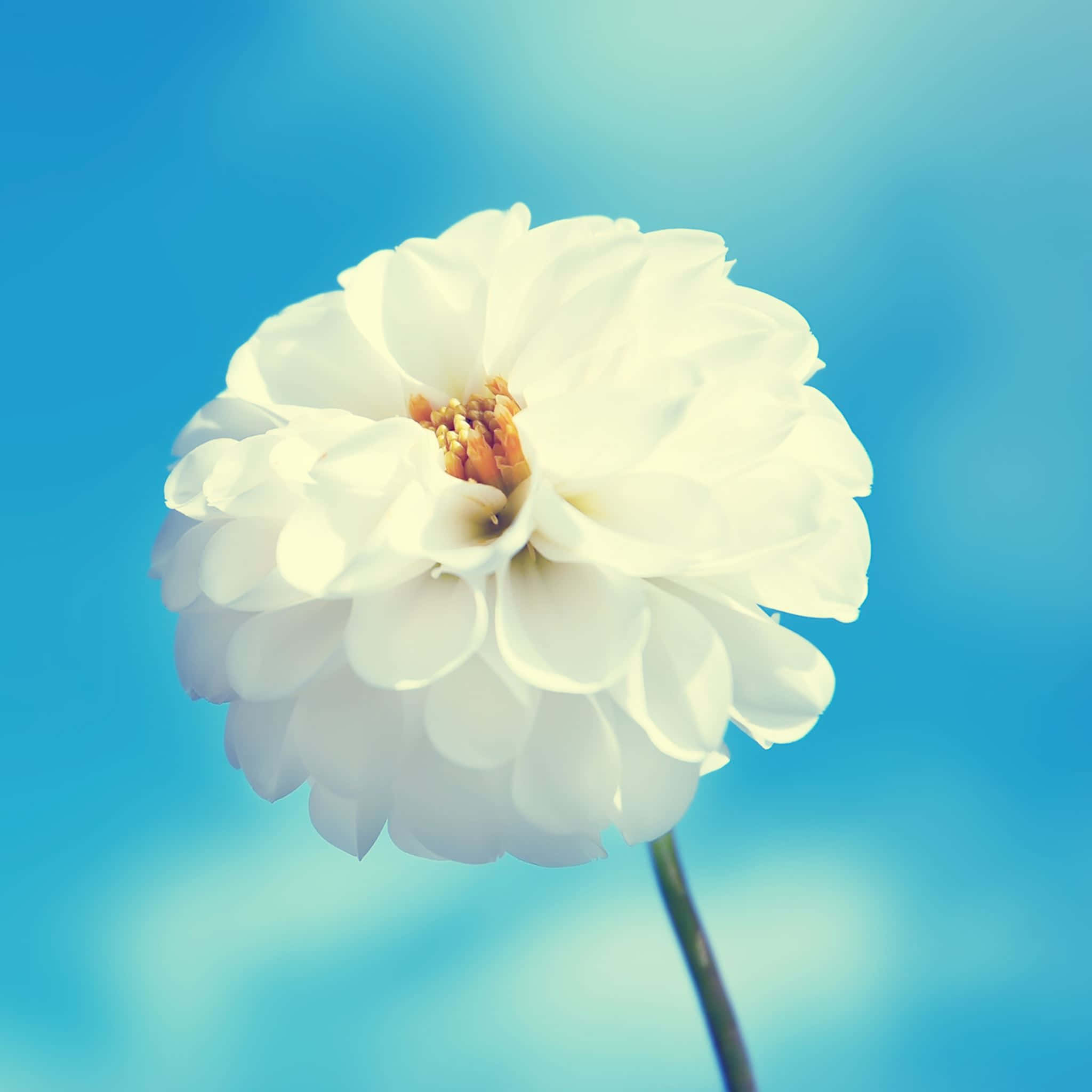 Fantasy Phone, white dahlia, soft gradient blue sky, Full HD Desktop Wallpaper