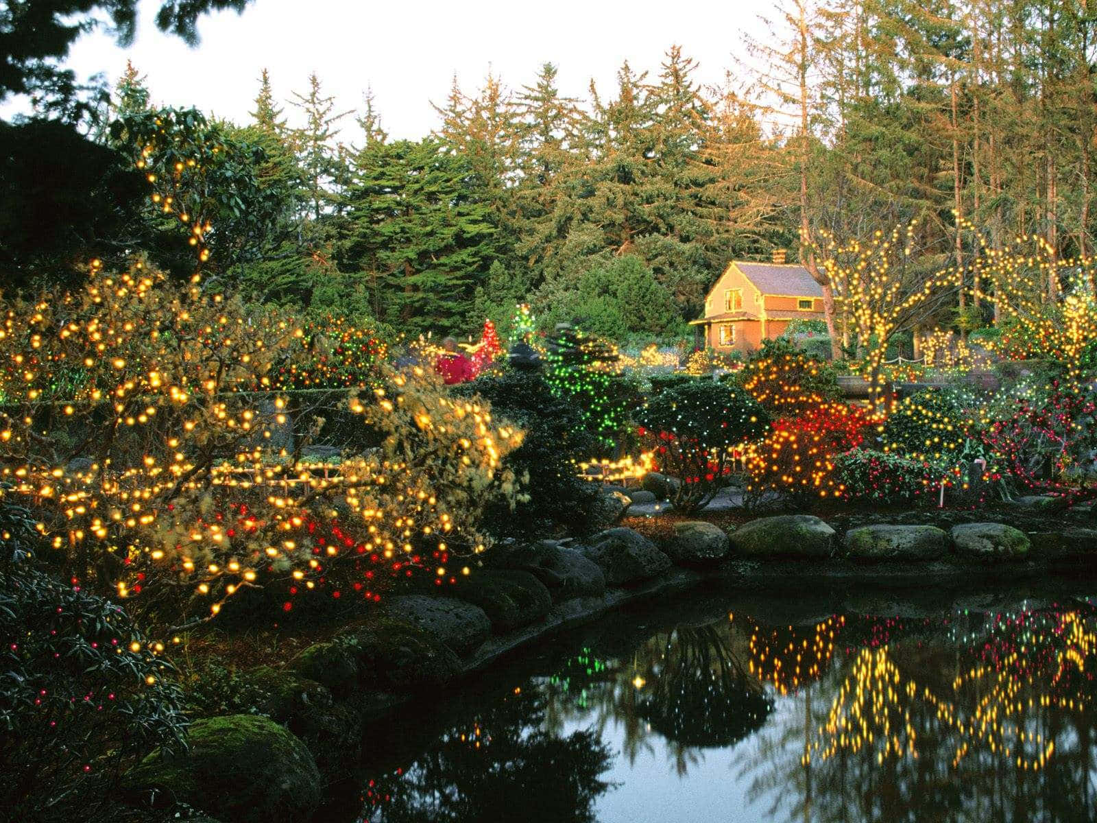 cottage garden, dusk, twinkling string lights, HD Desktop Wallpaper