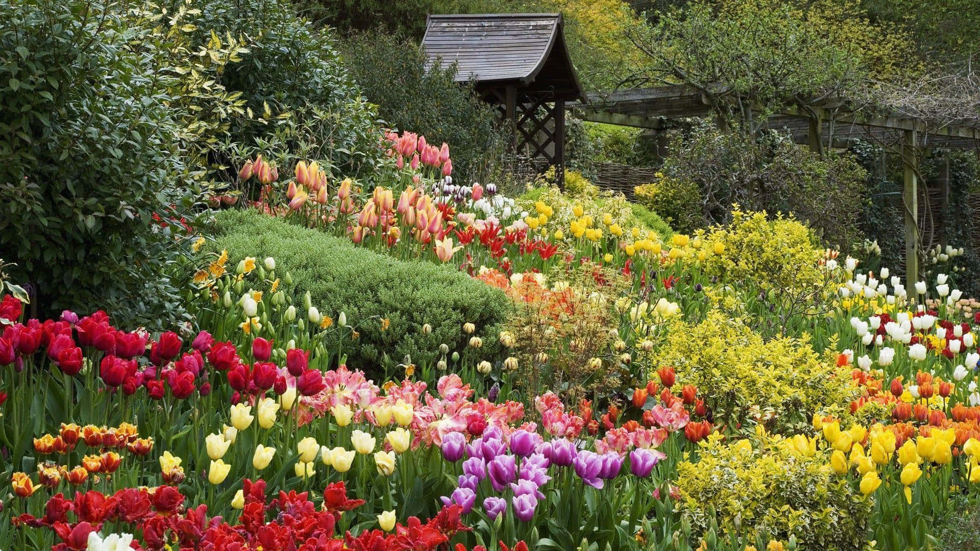 enchanted tulip garden, wooden gazebo, tulip fields, Full HD Desktop Wallpaper