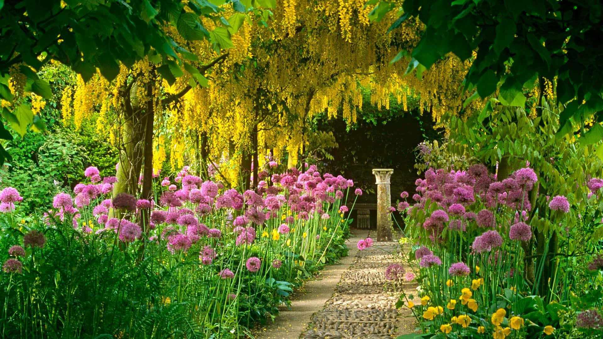 enchanted floral walkway garden, pink alliums, golden wisteria, Full HD Desktop Wallpaper