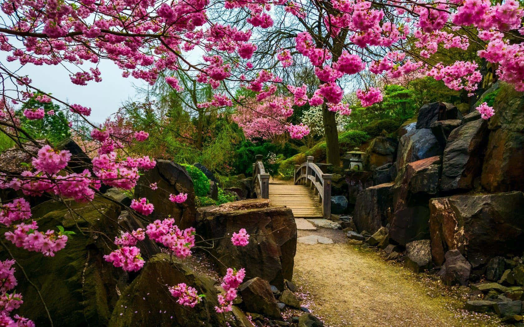 blossoming fantasy garden path, winding stone path, vibrant pink cherry blossoms, HD Desktop Wallpaper