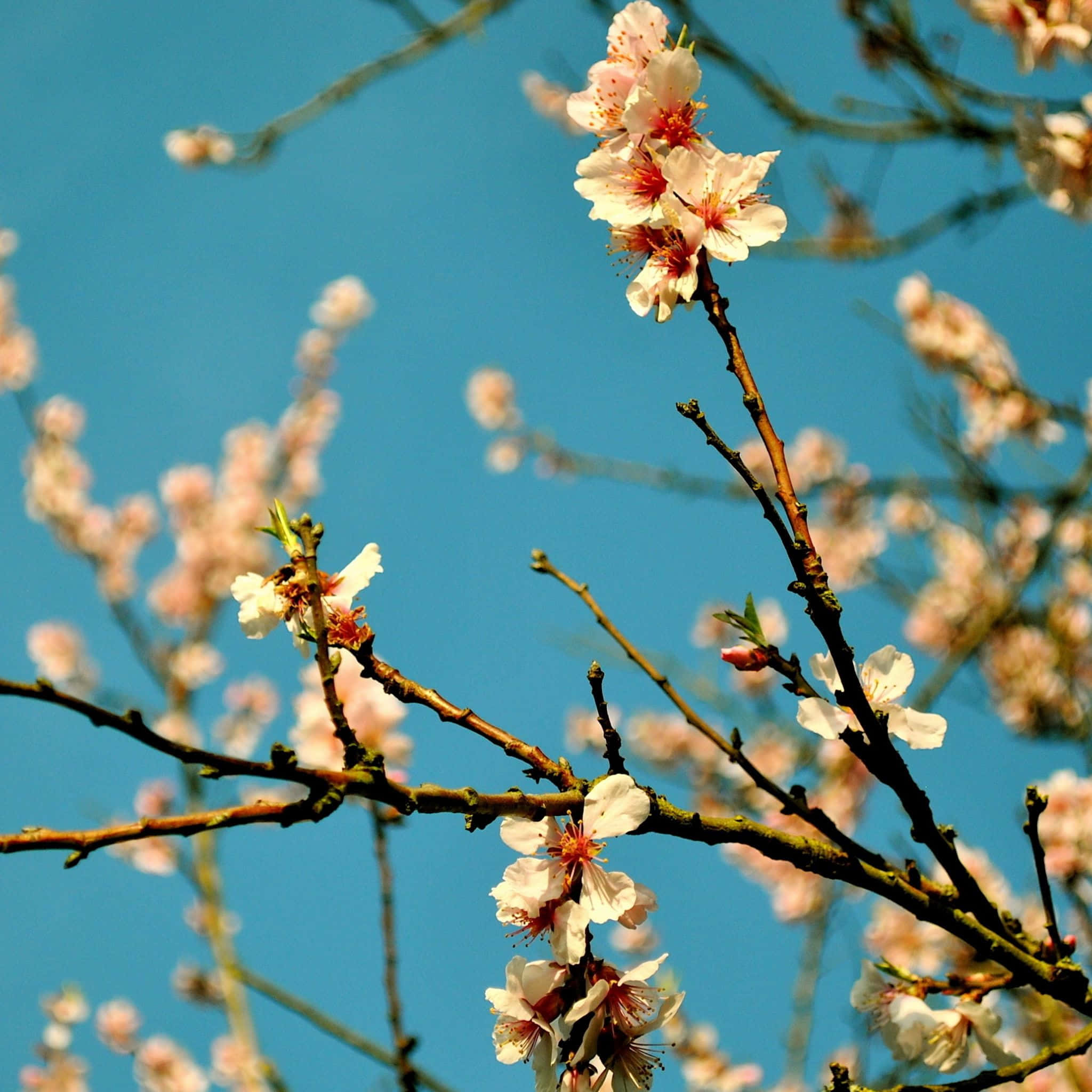 Fantasy Phone, 2048 x 2048, pink cherry blossoms, Full HD Desktop Wallpaper