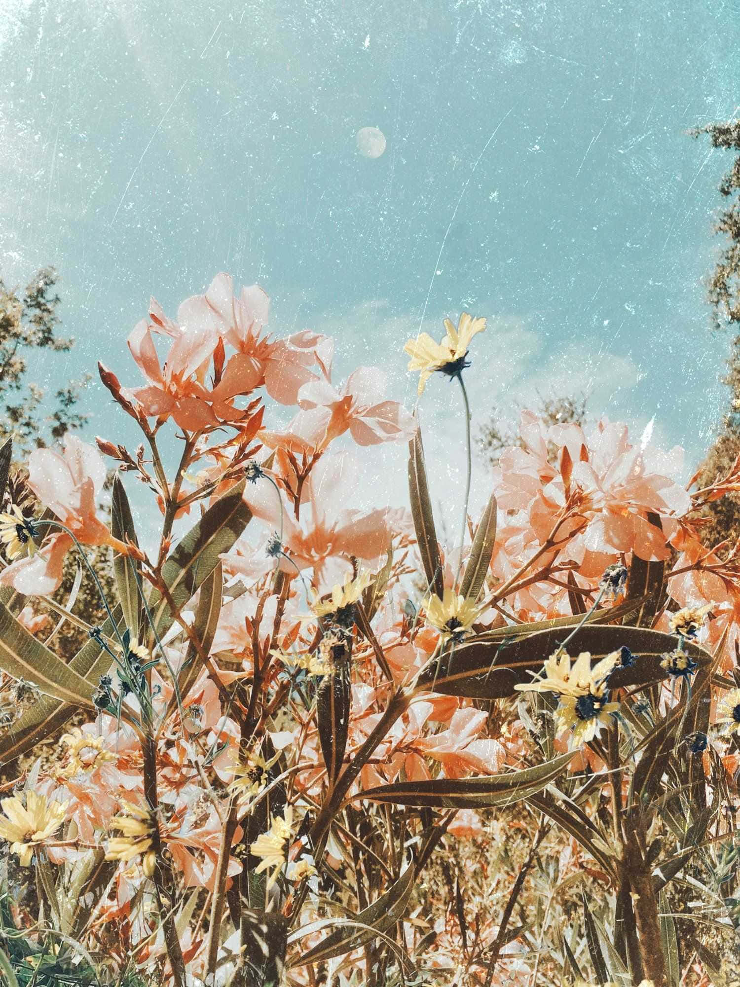 fantasy phone 1500 x 2001, peach, yellow, Full HD Phone Wallpaper
