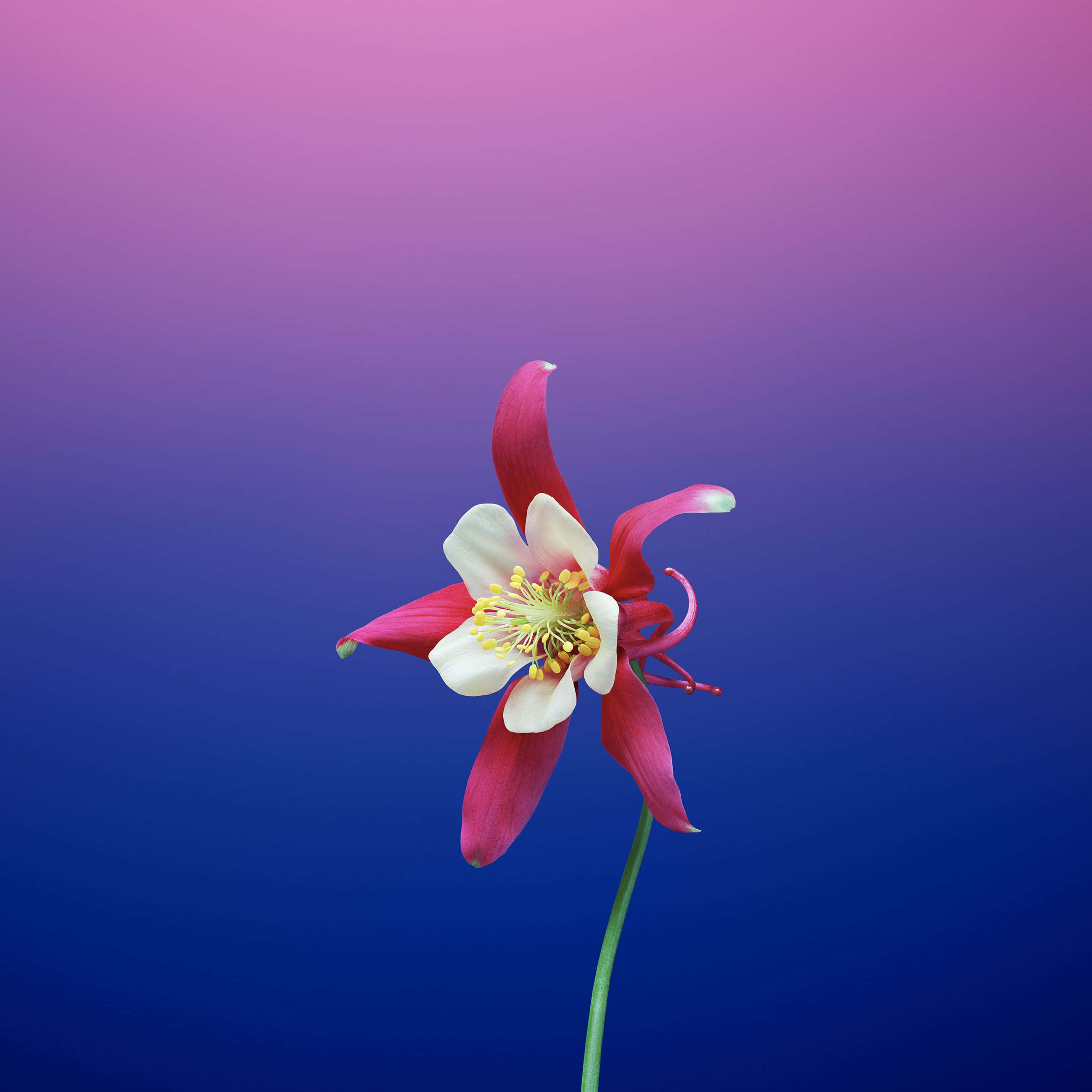 Fantasy Phone, pink, white, 2K Desktop Wallpaper