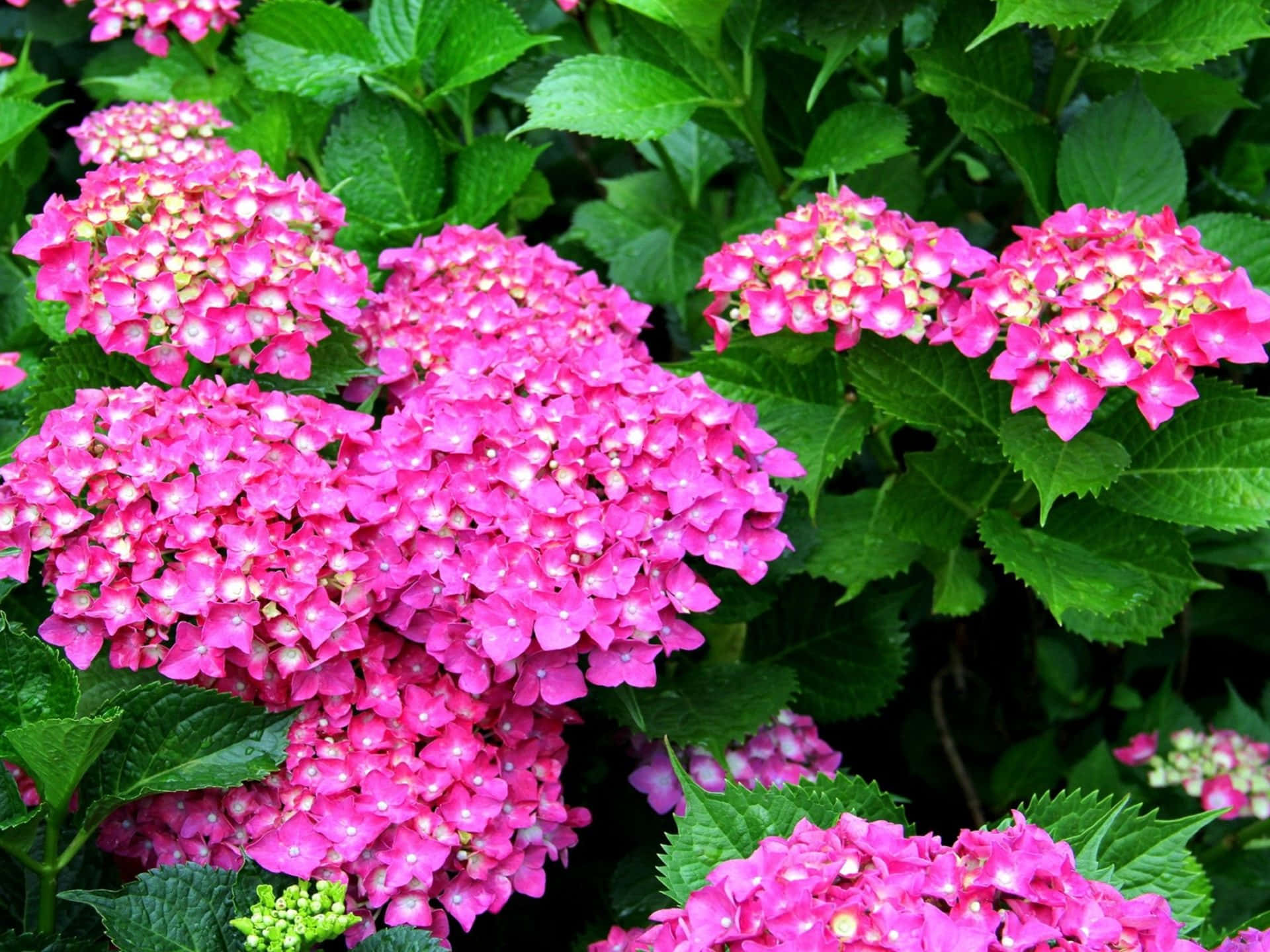 Fantasy Phone, 1920 x 1440, vibrant pink hydrangea, Full HD Desktop Wallpaper