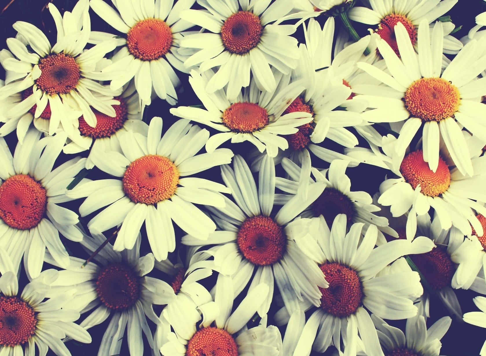 Fantasy Phone, white daisies, vibrant orange centers, HD Desktop Wallpaper