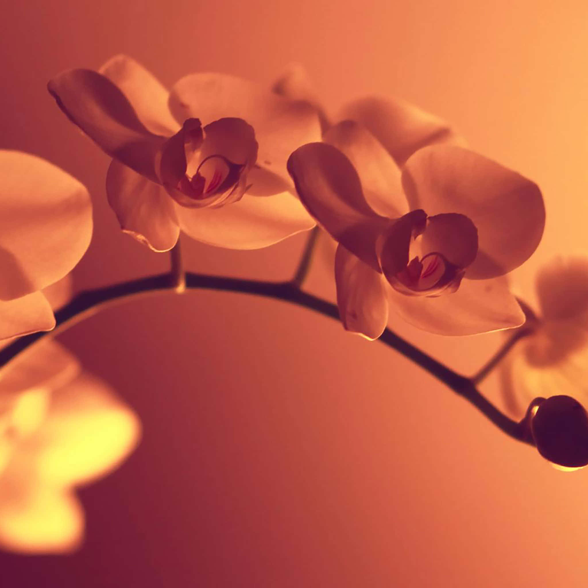 Fantasy Phone, 2048 x 2048, soft white orchids, Full HD Desktop Wallpaper