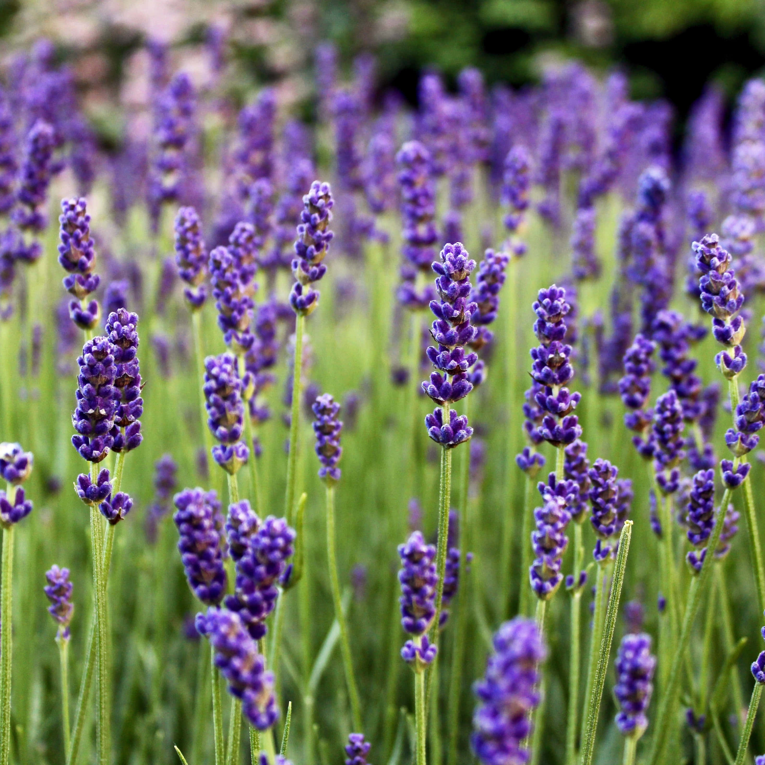 Fantasy Phone, purple lavender, soft daylight, 2K Desktop Wallpaper