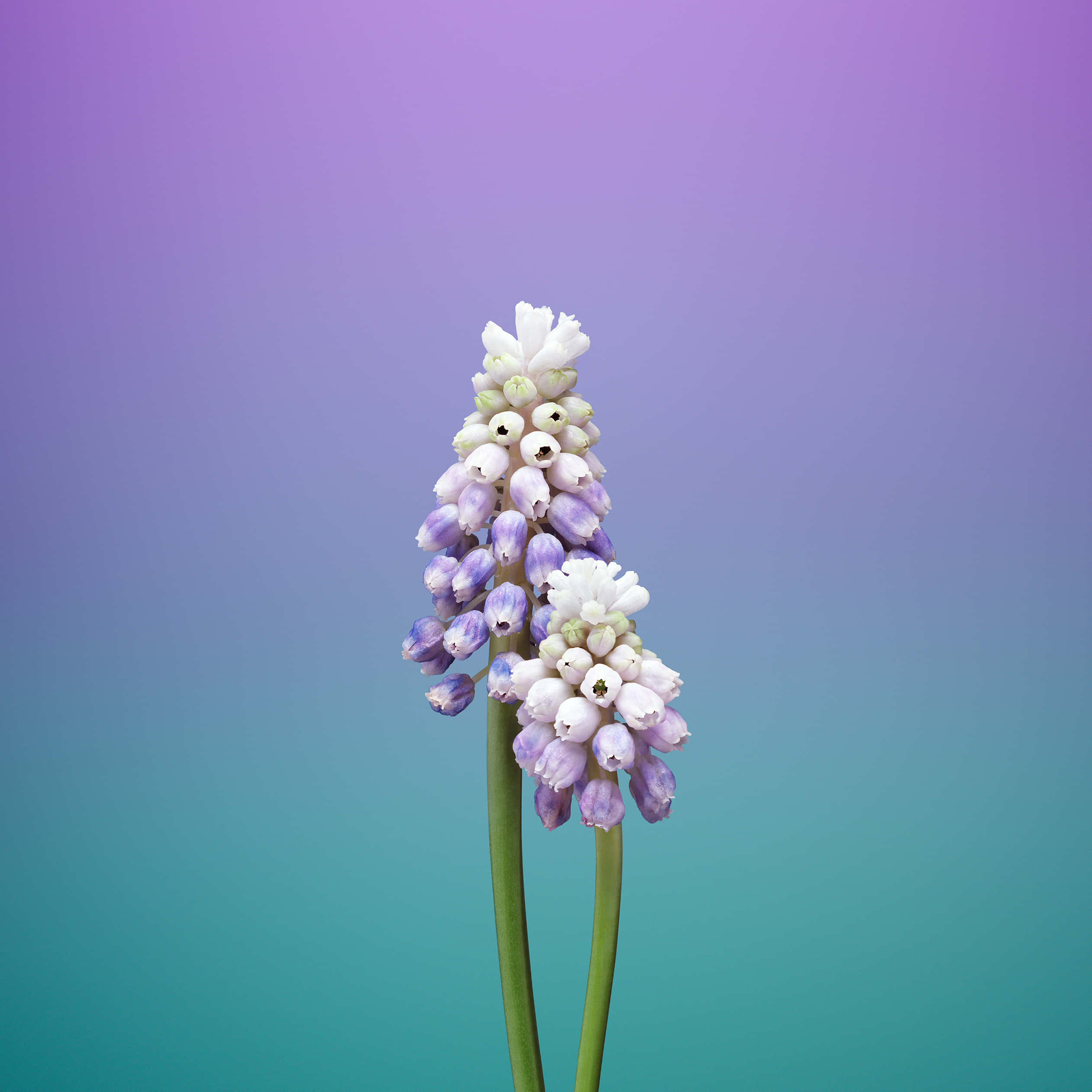 Fantasy Phone 2524, grape hyacinth, white and lavender blooms, Full HD Desktop Wallpaper