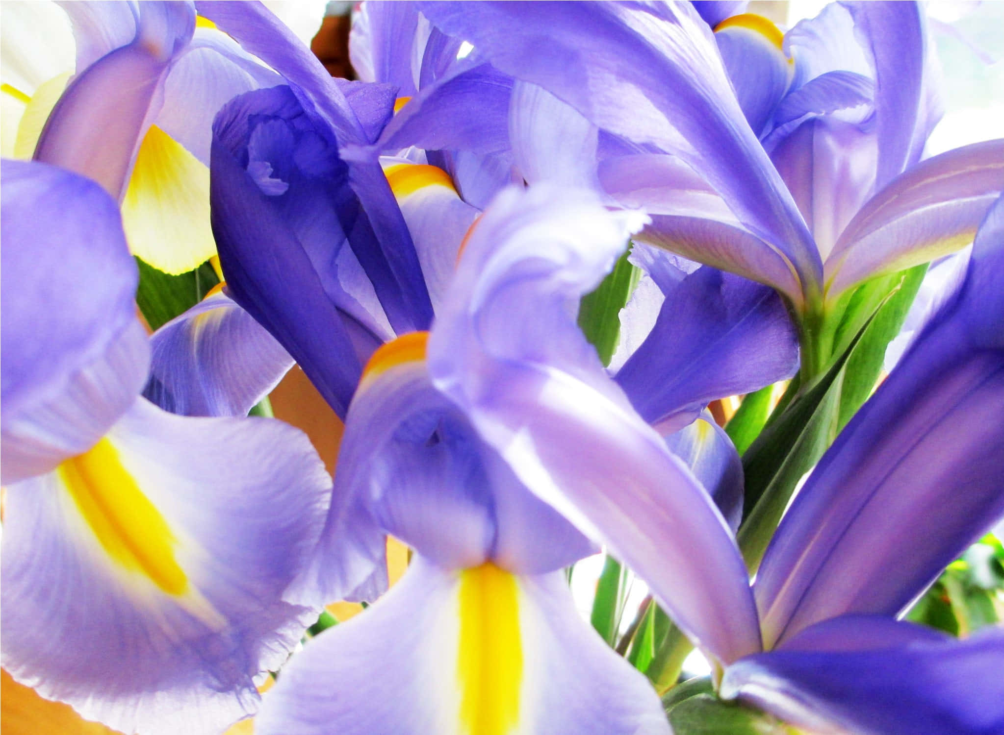 fantasy phone 2047, 1500, vibrant purple irises, Full HD Desktop Wallpaper