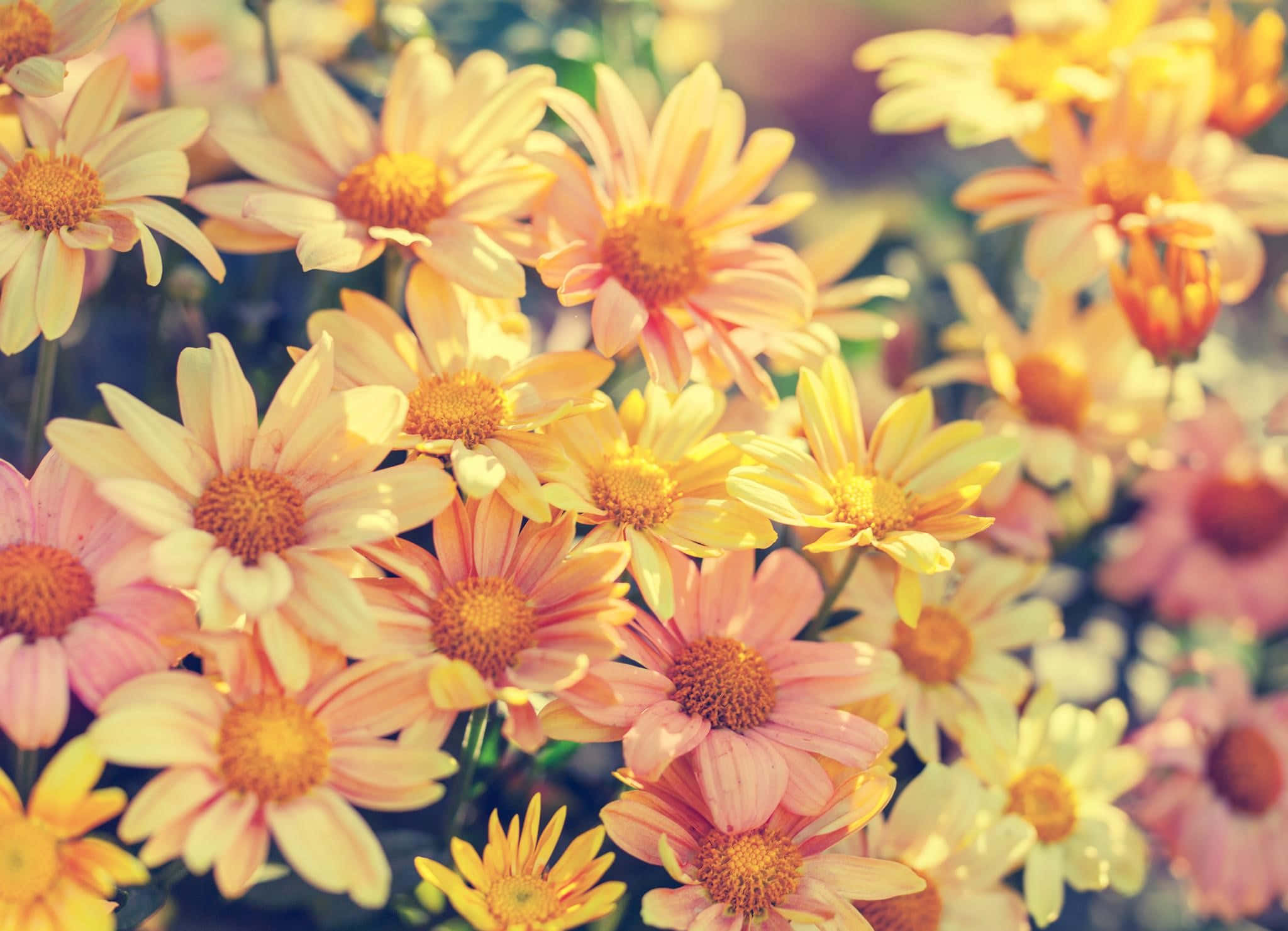 Fantasy Phone, 2048 x 1481, daisies, Full HD Desktop Wallpaper