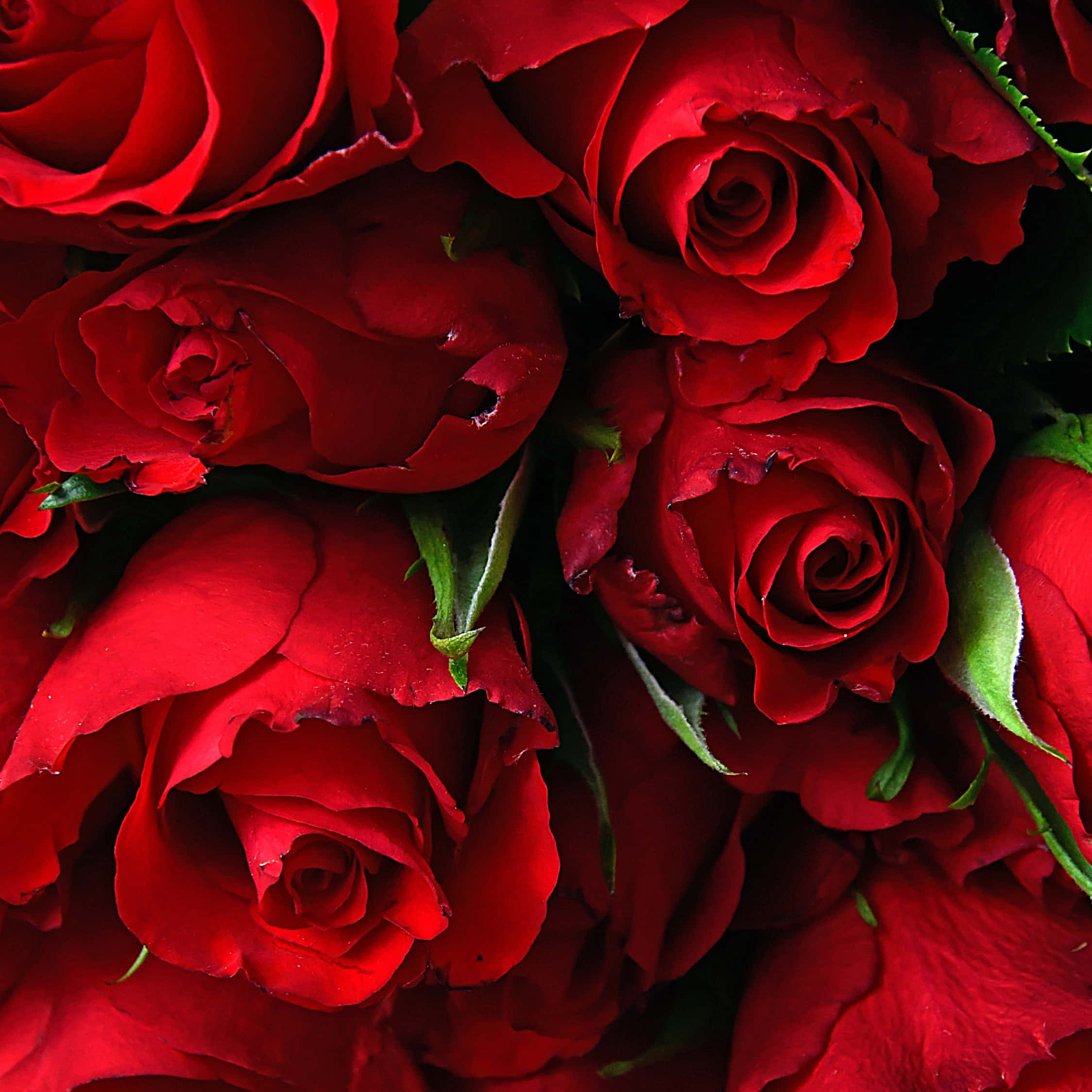 Fantasy Phone, velvety red roses, dewdrops, Full HD Desktop Wallpaper