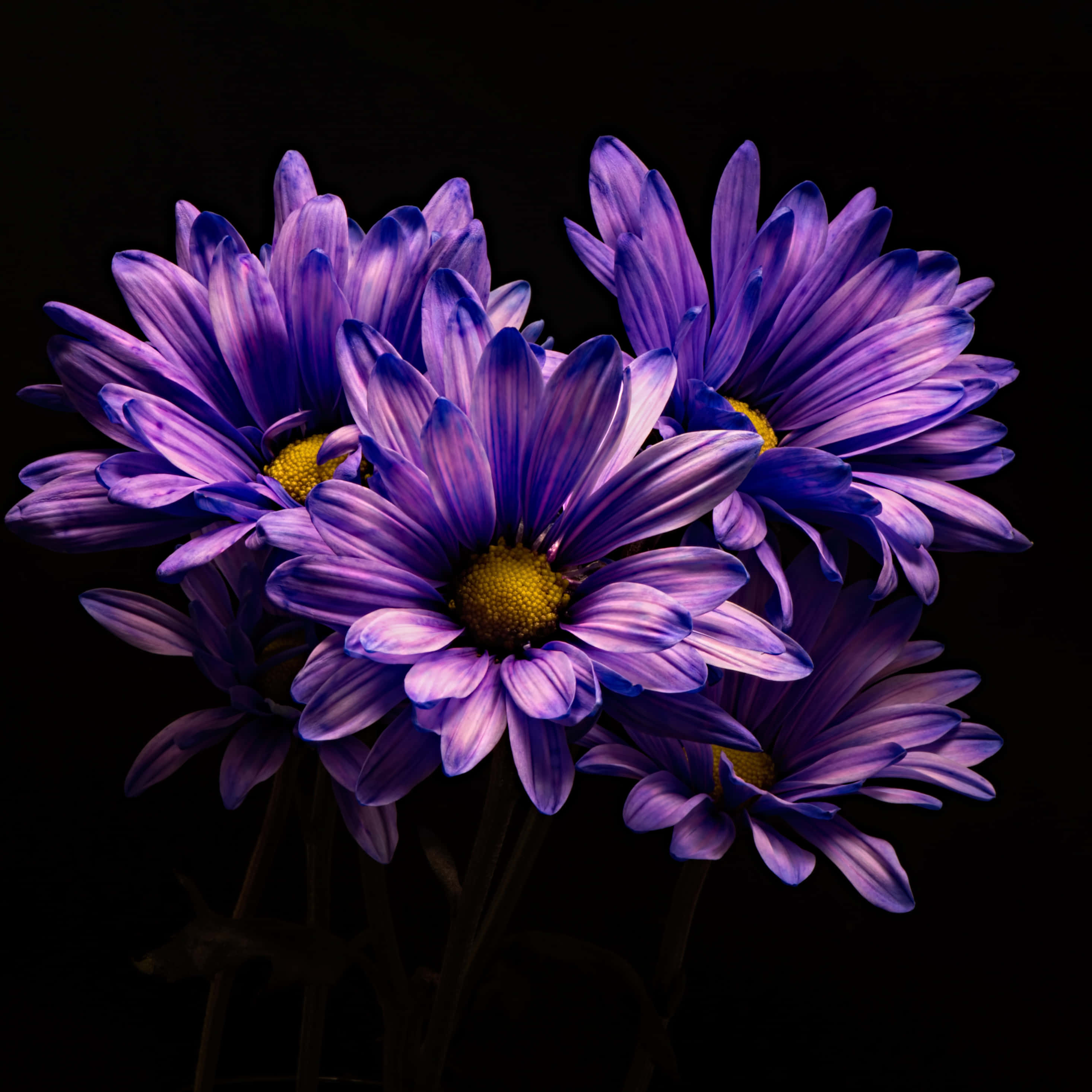 Fantasy Phone, vibrant purple daisies, yellow centers, 2K Desktop Wallpaper