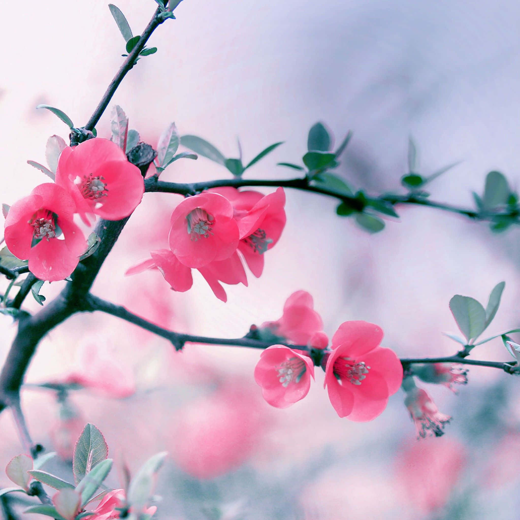Fantasy Phone, pink blossoms, dark branches, Full HD Desktop Wallpaper