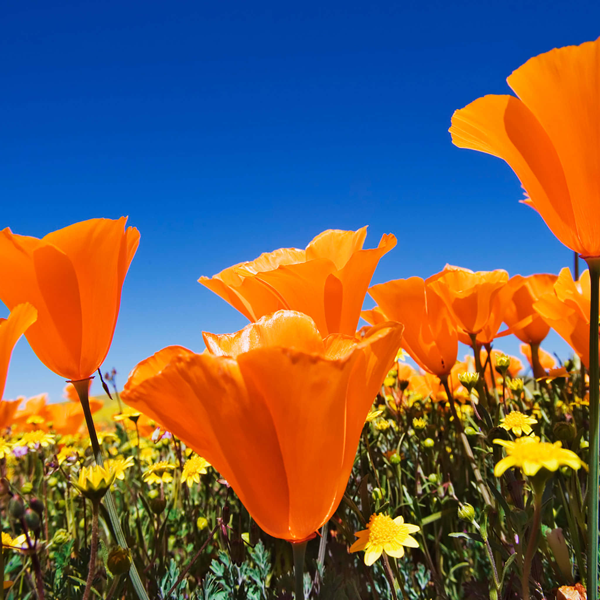 Fantasy Phone, 2048 x 2048, orange poppies, Full HD Desktop Wallpaper