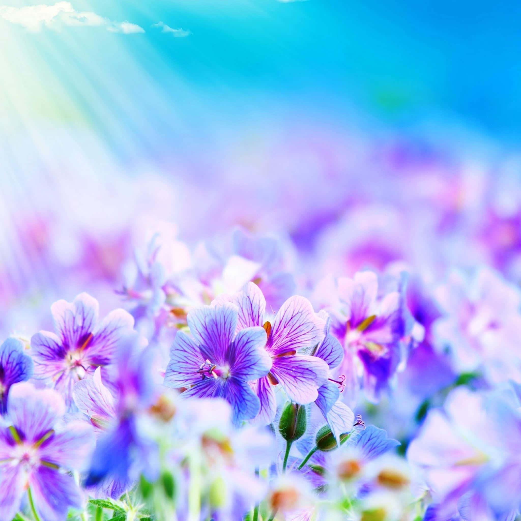 Fantasy Phone, 2048 x 2048, Sunlight, Full HD Desktop Wallpaper