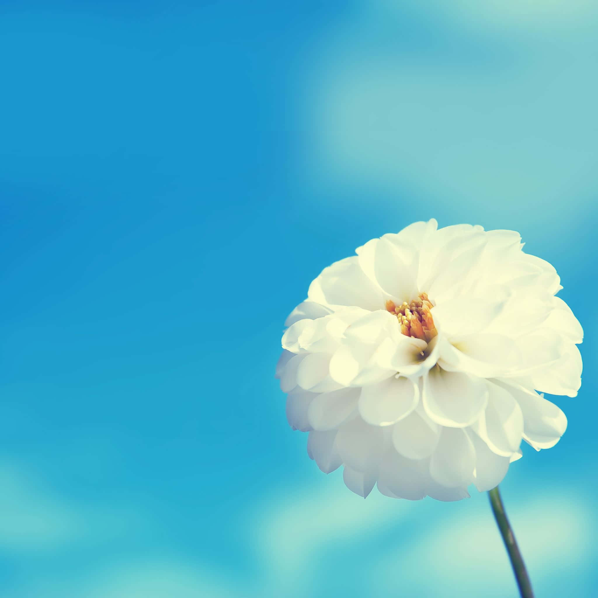 Fantasy Phone, 2048 x 2048, white dahlia, Full HD Desktop Wallpaper