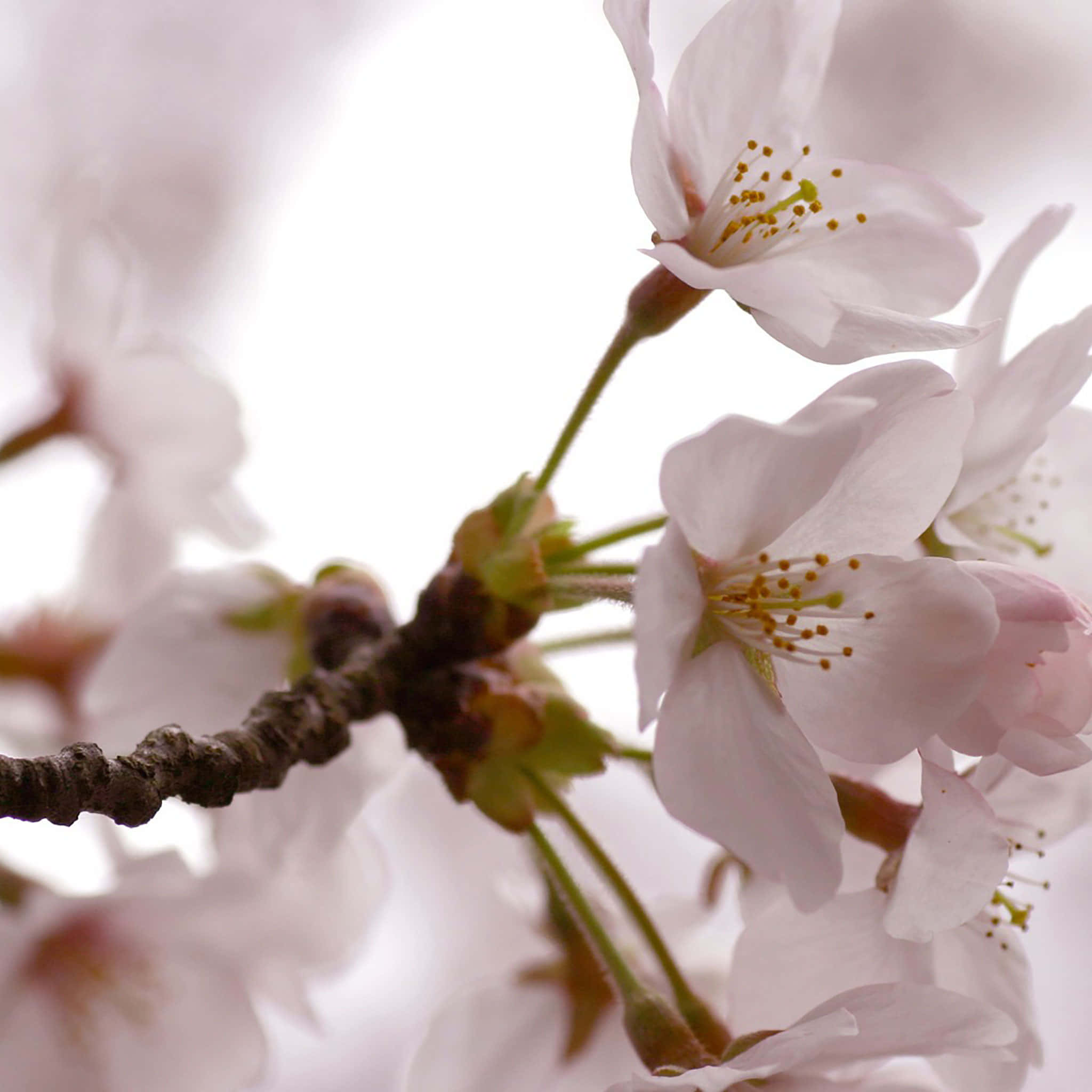 Fantasy Phone, pink cherry blossoms, bright white background, Full HD Desktop Wallpaper