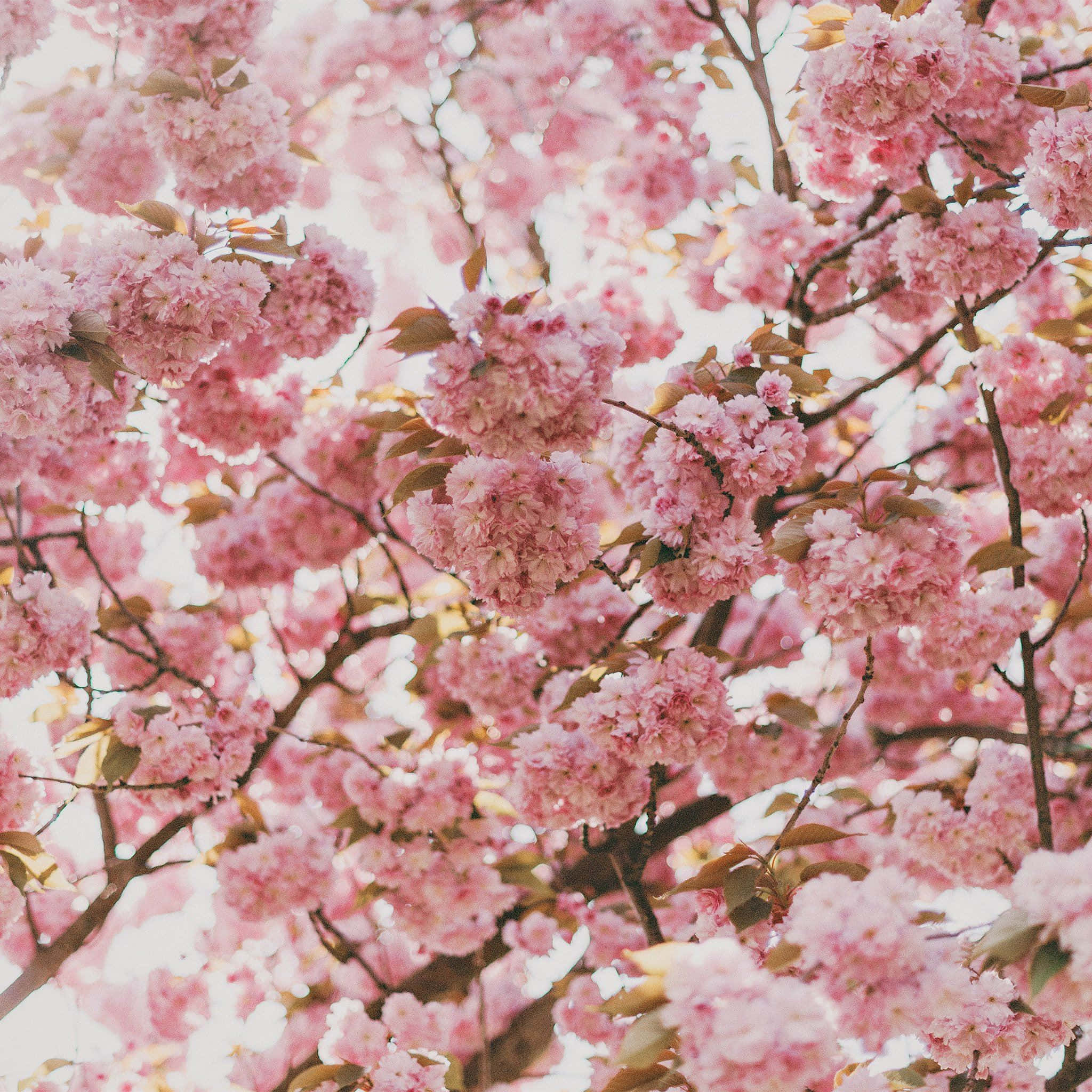 Fantasy Phone, cherry blossoms, spring scene, Full HD Desktop Wallpaper