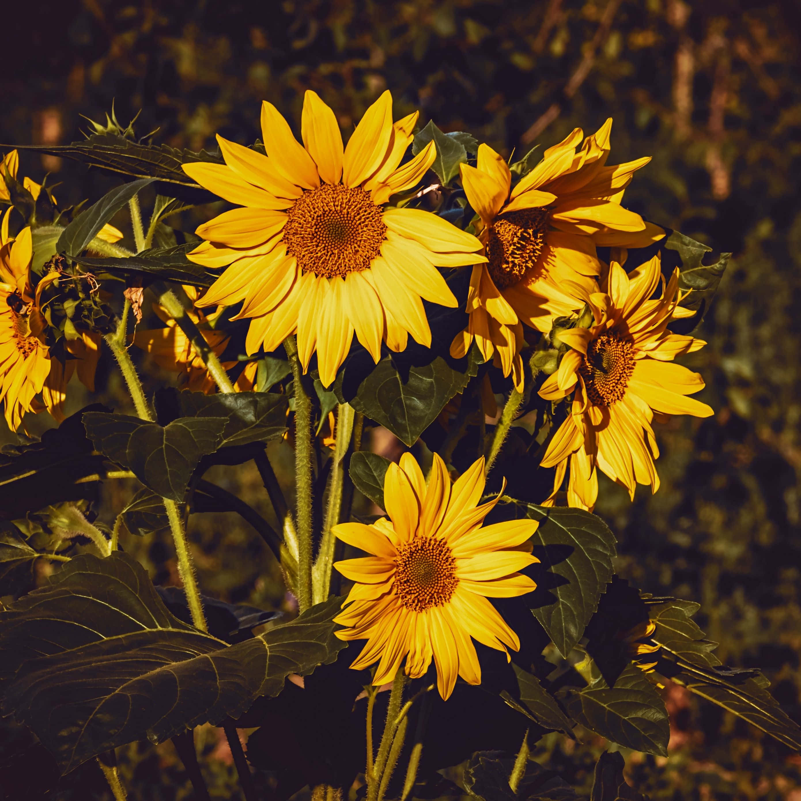 Fantasy Phone, sunflowers, golden sunlight, 2K Desktop Wallpaper