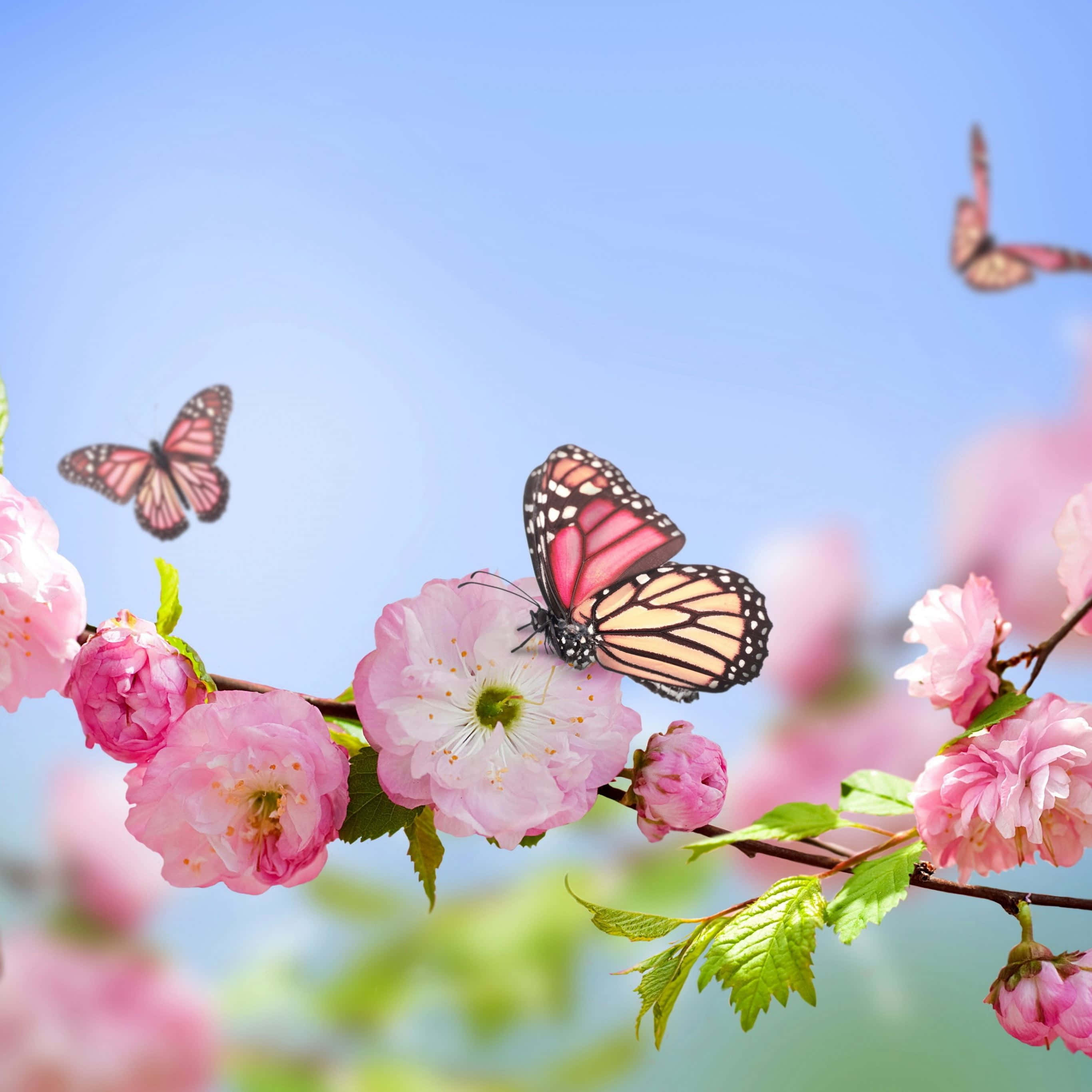Fantasy Phone, Monarch butterflies, pink cherry blossoms, 2K Desktop Wallpaper