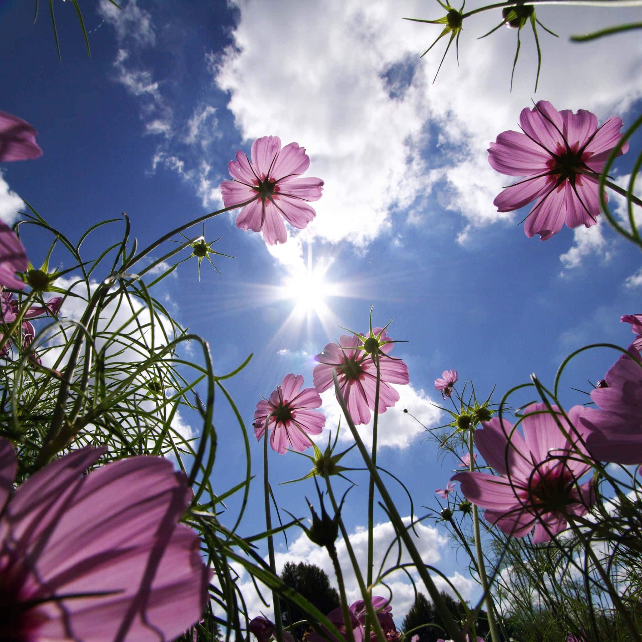 Pink cosmos flowers, bright sun, fluffy white clouds, Full HD Desktop Wallpaper