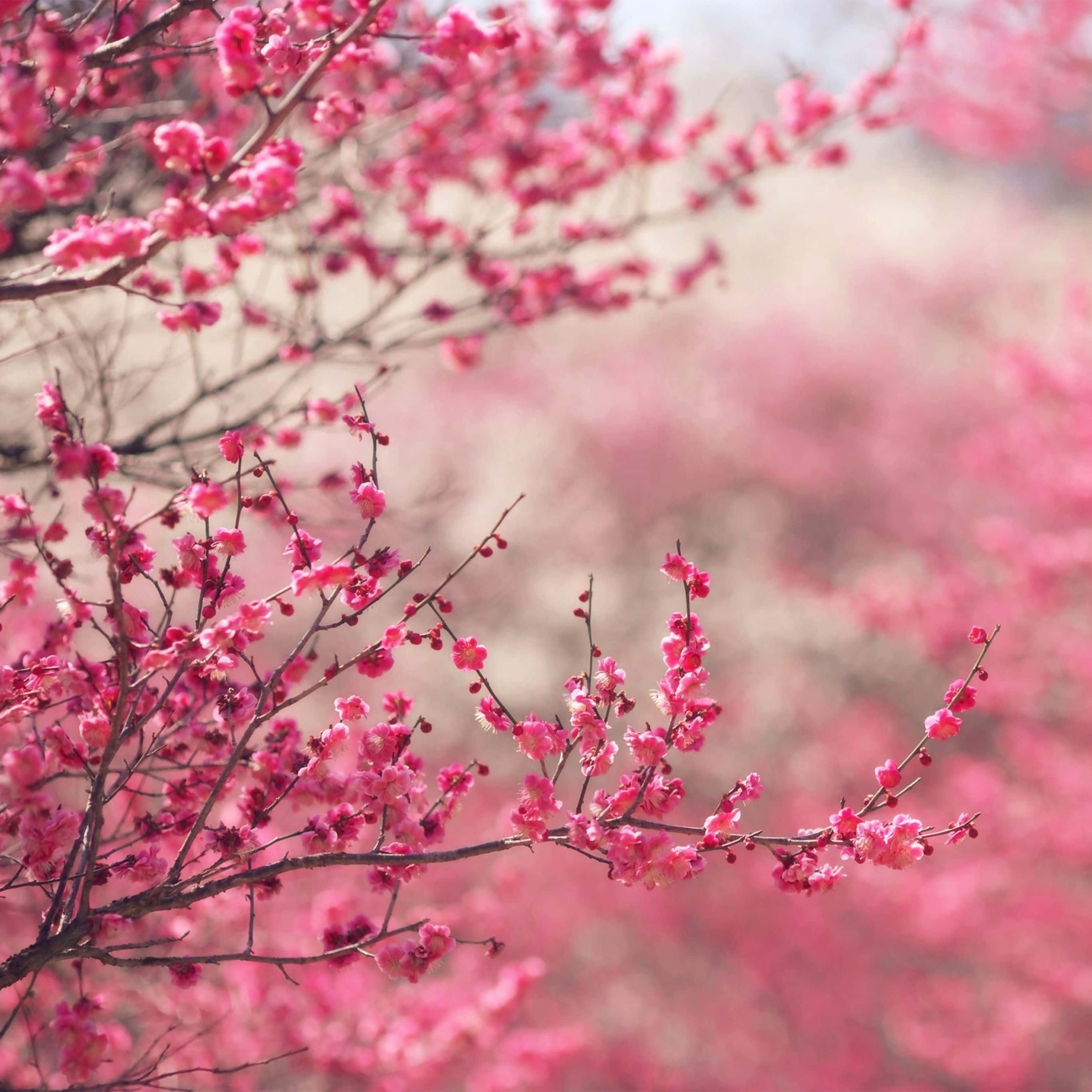Fantasy Phone, pink cherry blossoms, slender branches, 2K Desktop Wallpaper