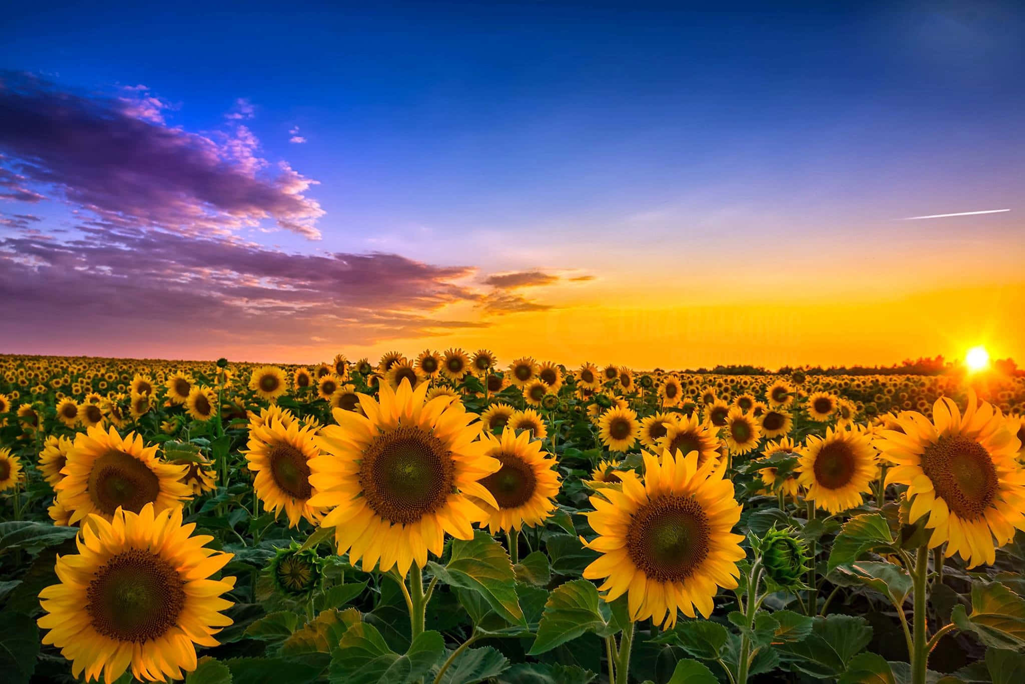 Fantasy Phone 2048 x 1367, sunflowers, sunset, Full HD Desktop Wallpaper