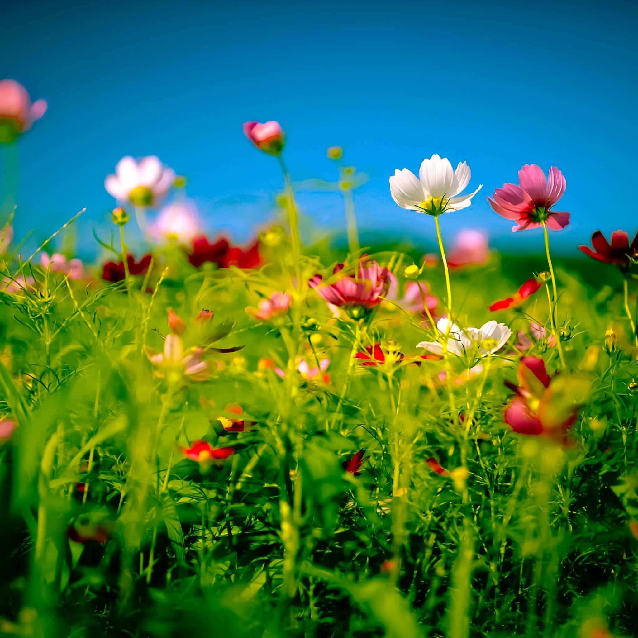 fantasy phone 2048 x 2048, cosmos flowers, sunlit meadow, Full HD Desktop Wallpaper