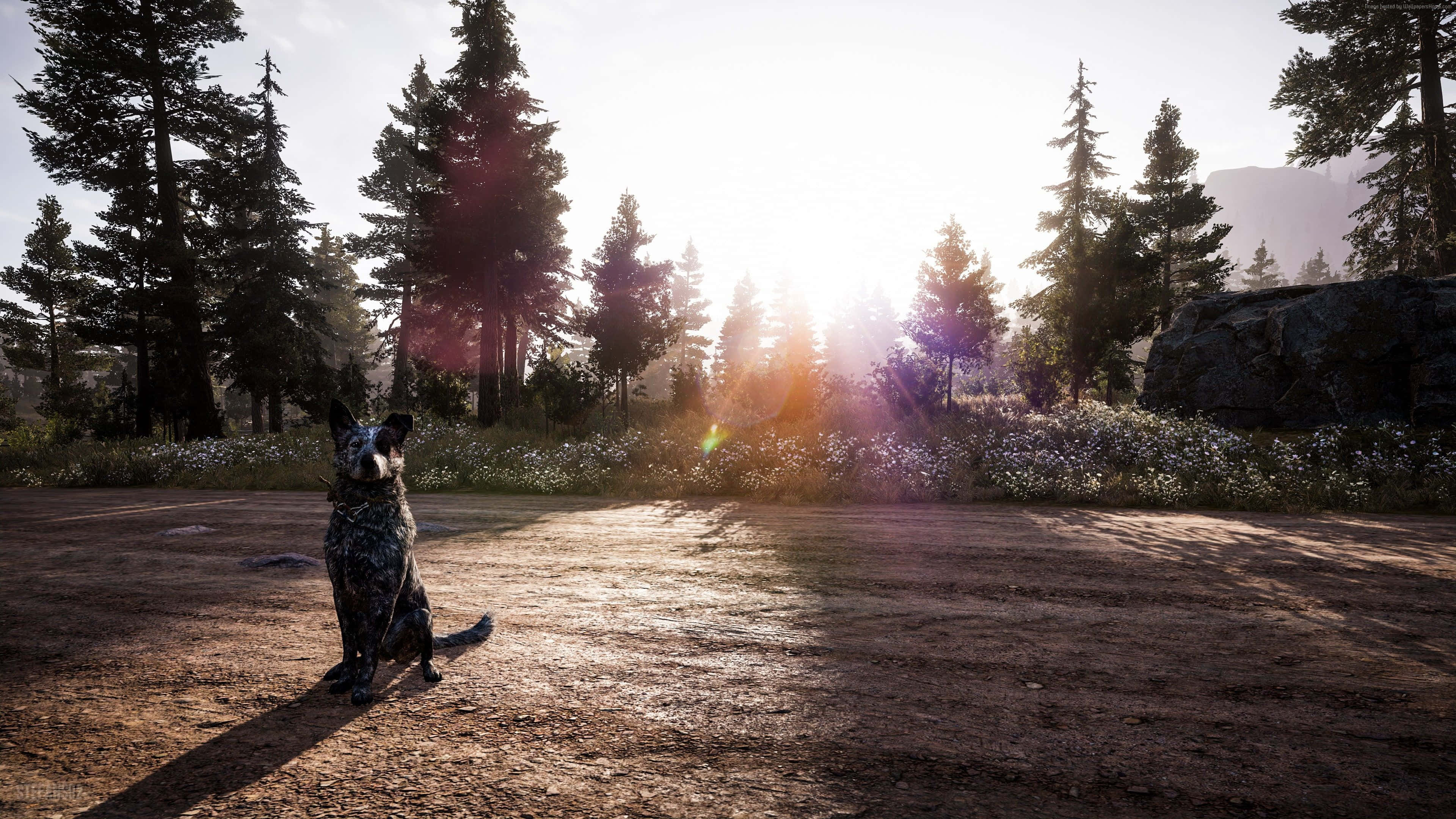 Far Cry, blue heeler, sunlit forest clearing, 4K Desktop Wallpaper