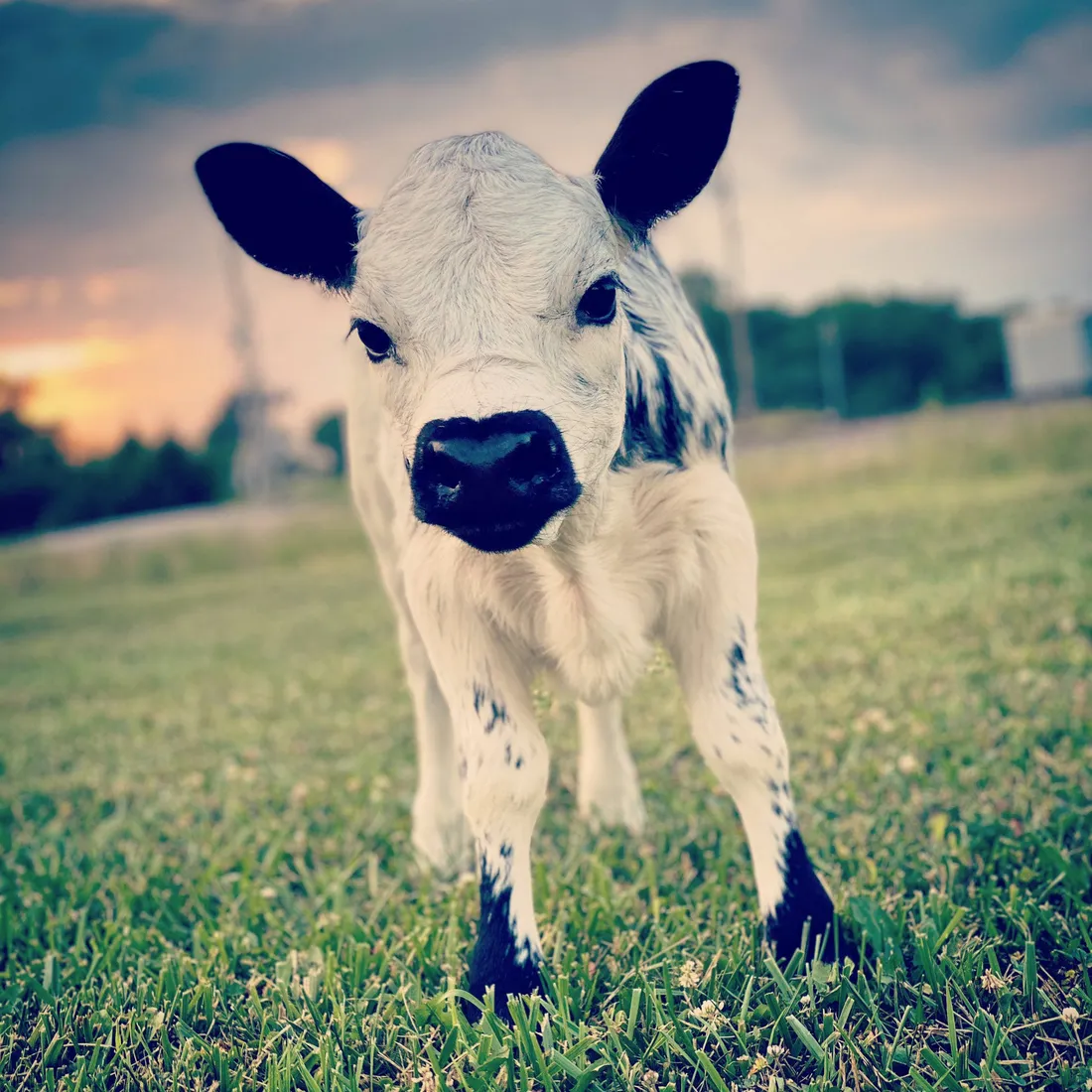 Farm Animal