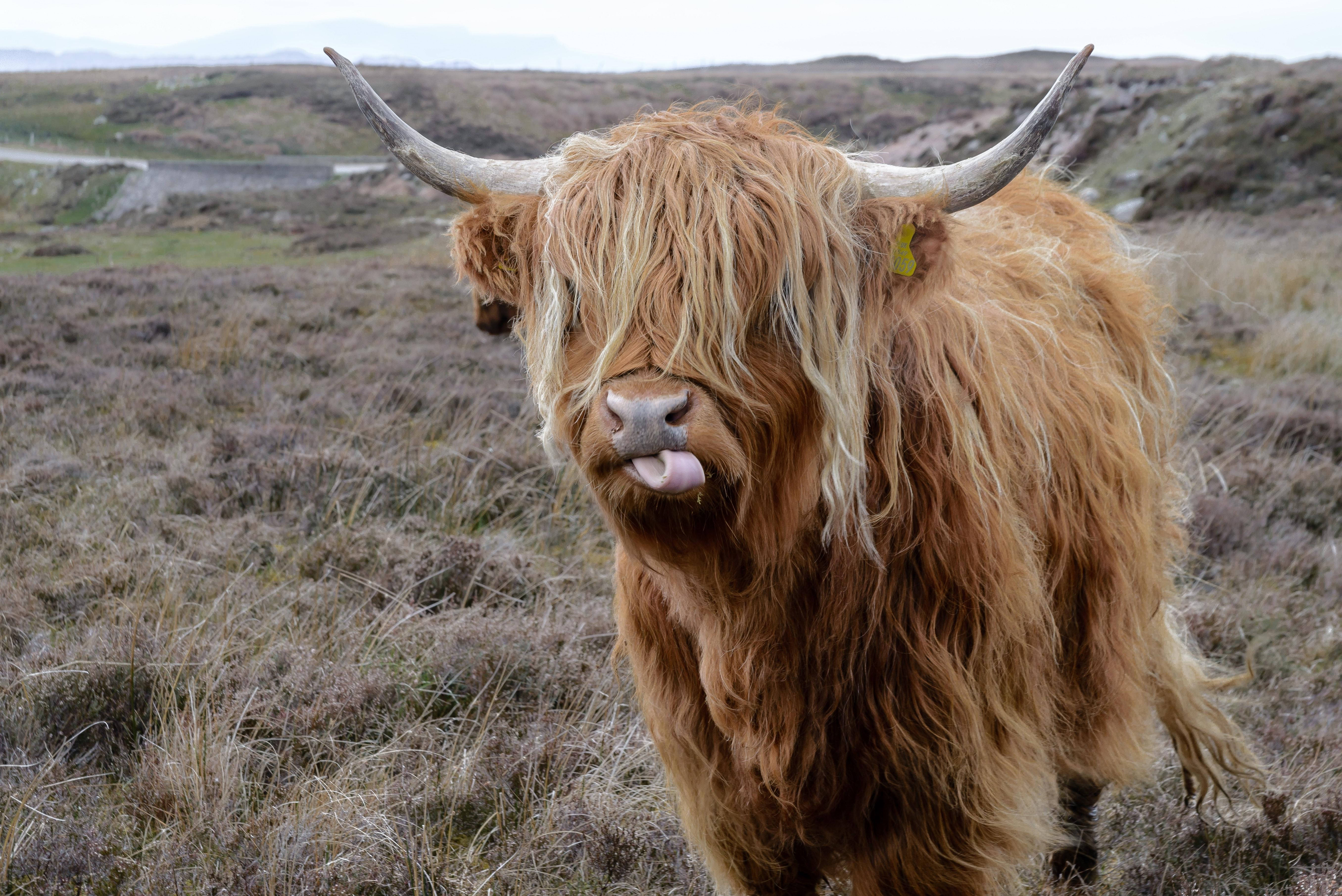 highland cow, pink tongue, long horns, 5K Desktop Wallpaper