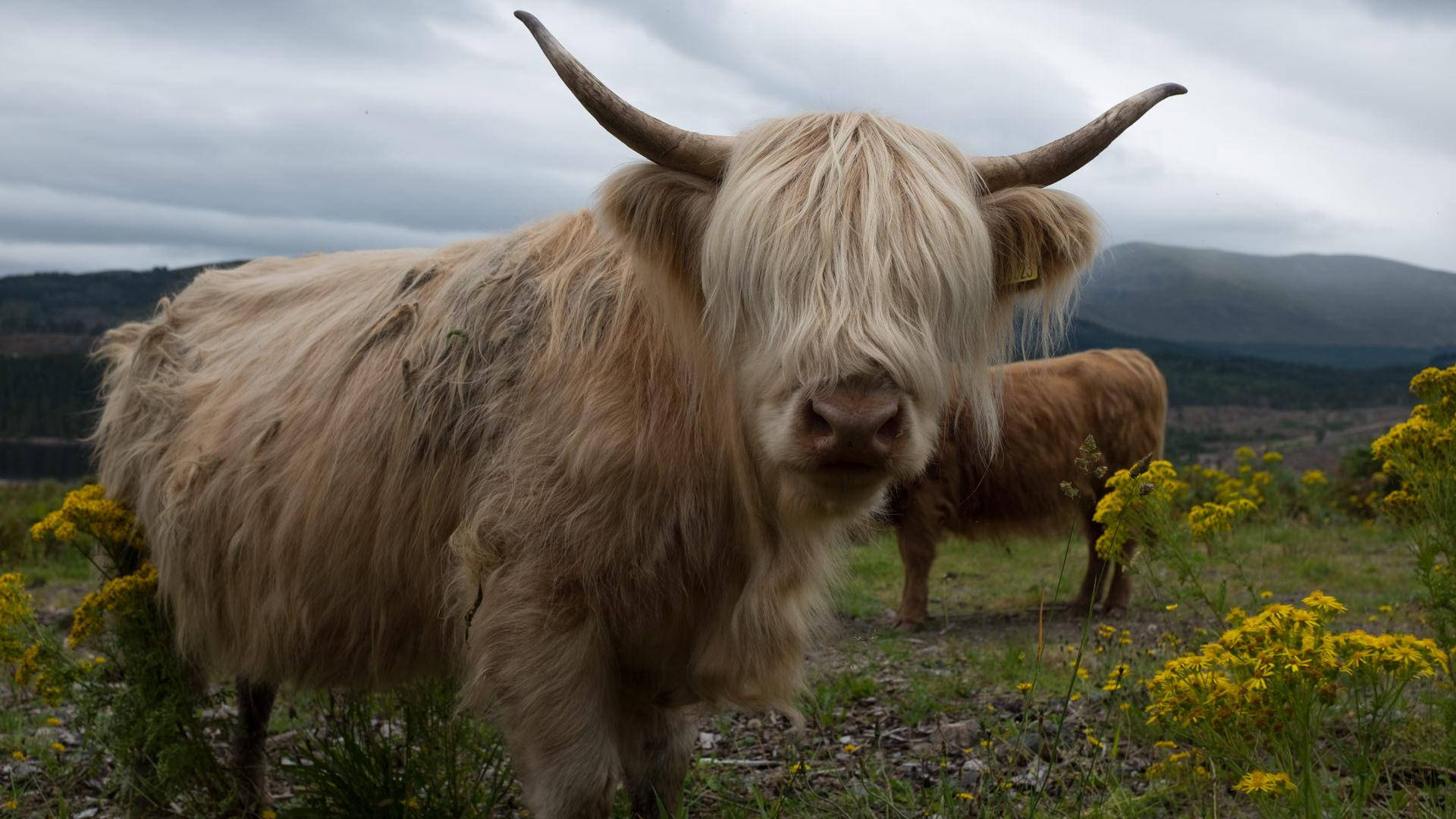 highland cow, yellow flowers, grassy field, Full HD Desktop Wallpaper