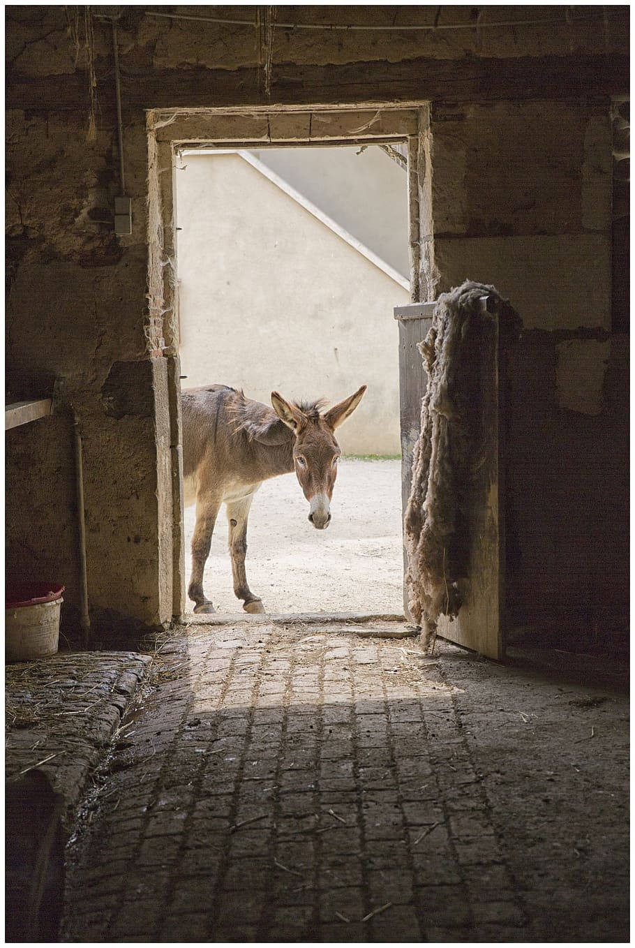 farm animal, donkey, barn, HD Phone Wallpaper