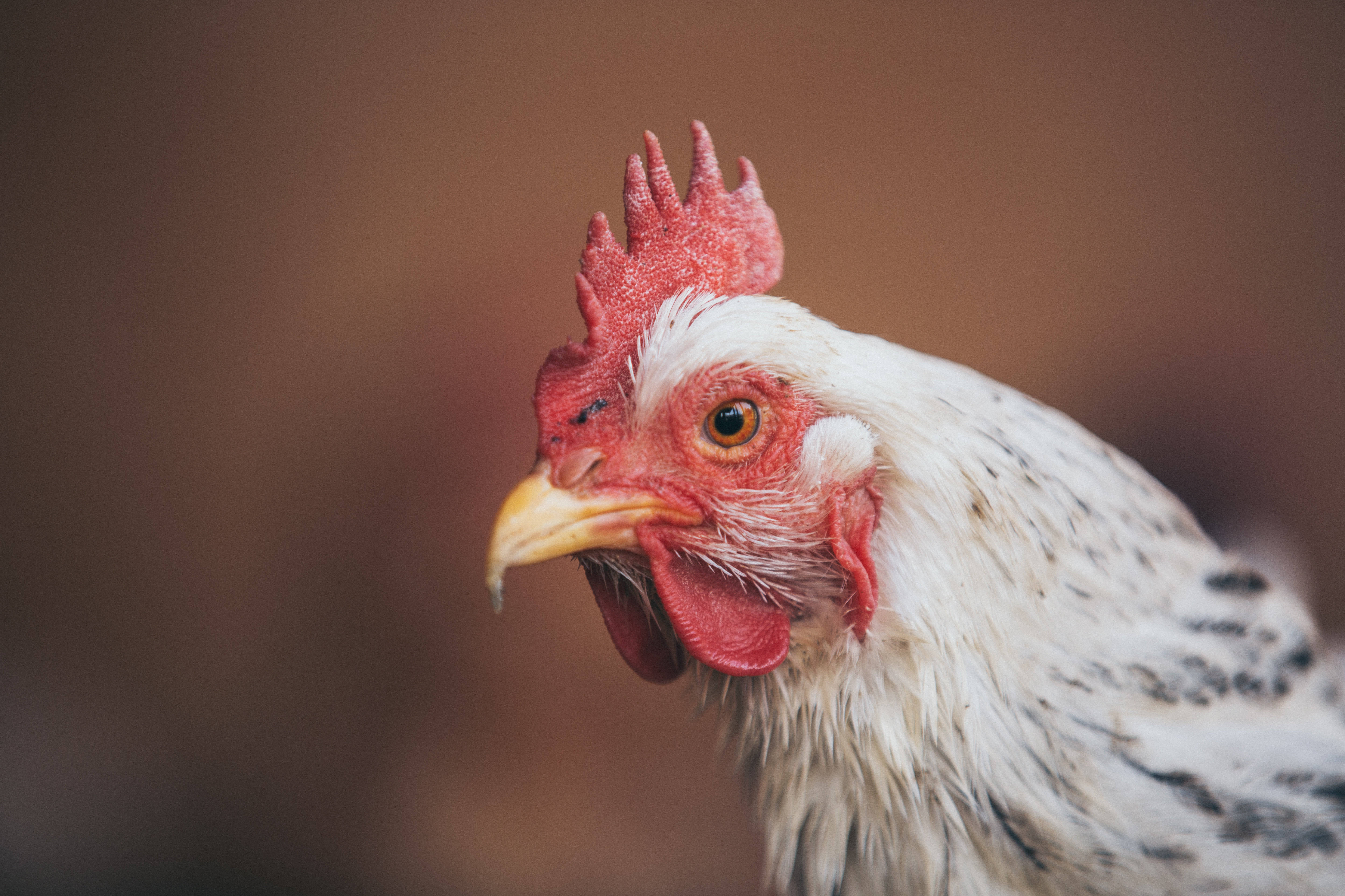 white chicken, fierce gaze, white speckled chicken, 5K Desktop Wallpaper