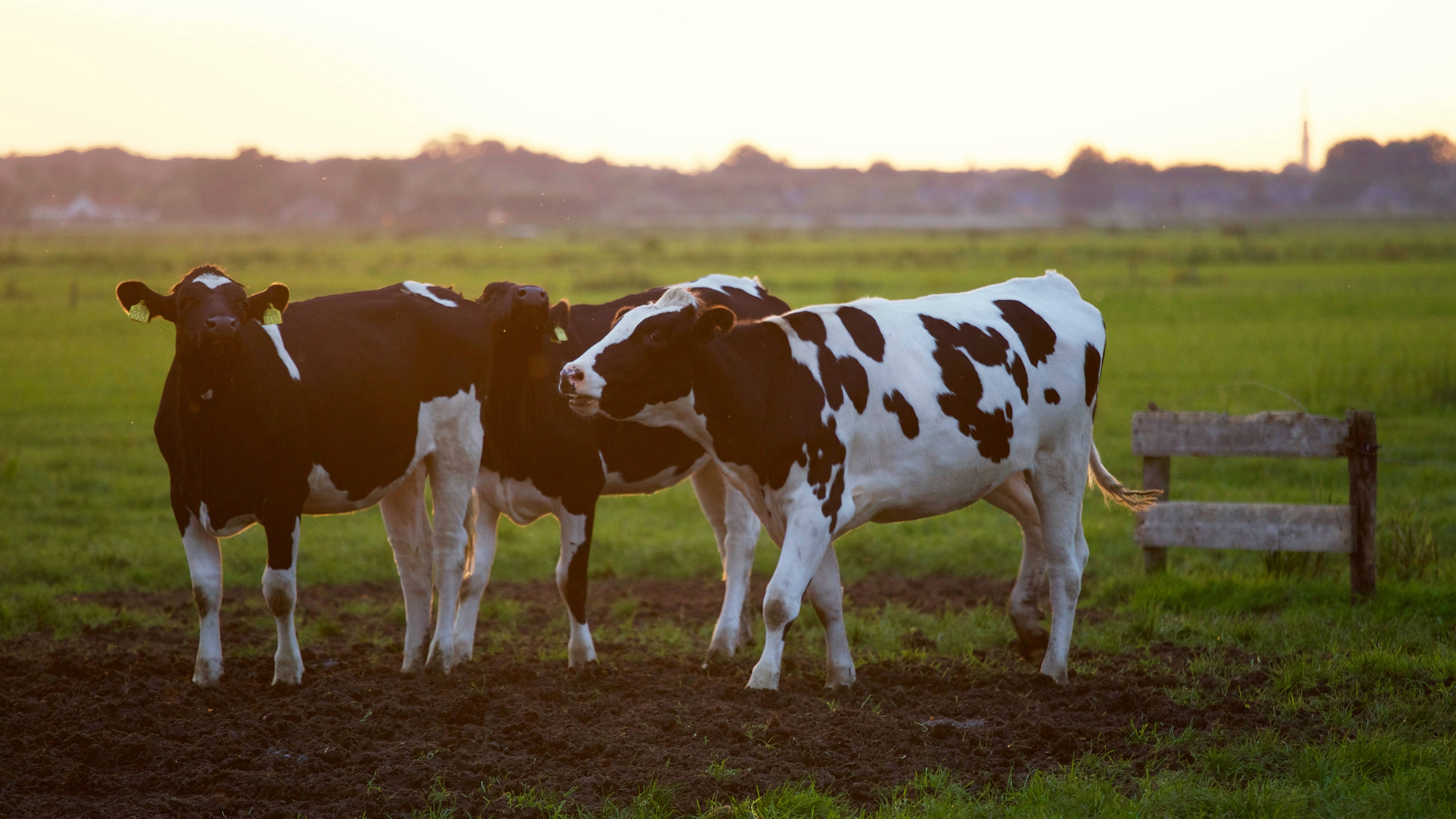 farm animal, cattle, black and white cows, 4K Desktop Wallpaper