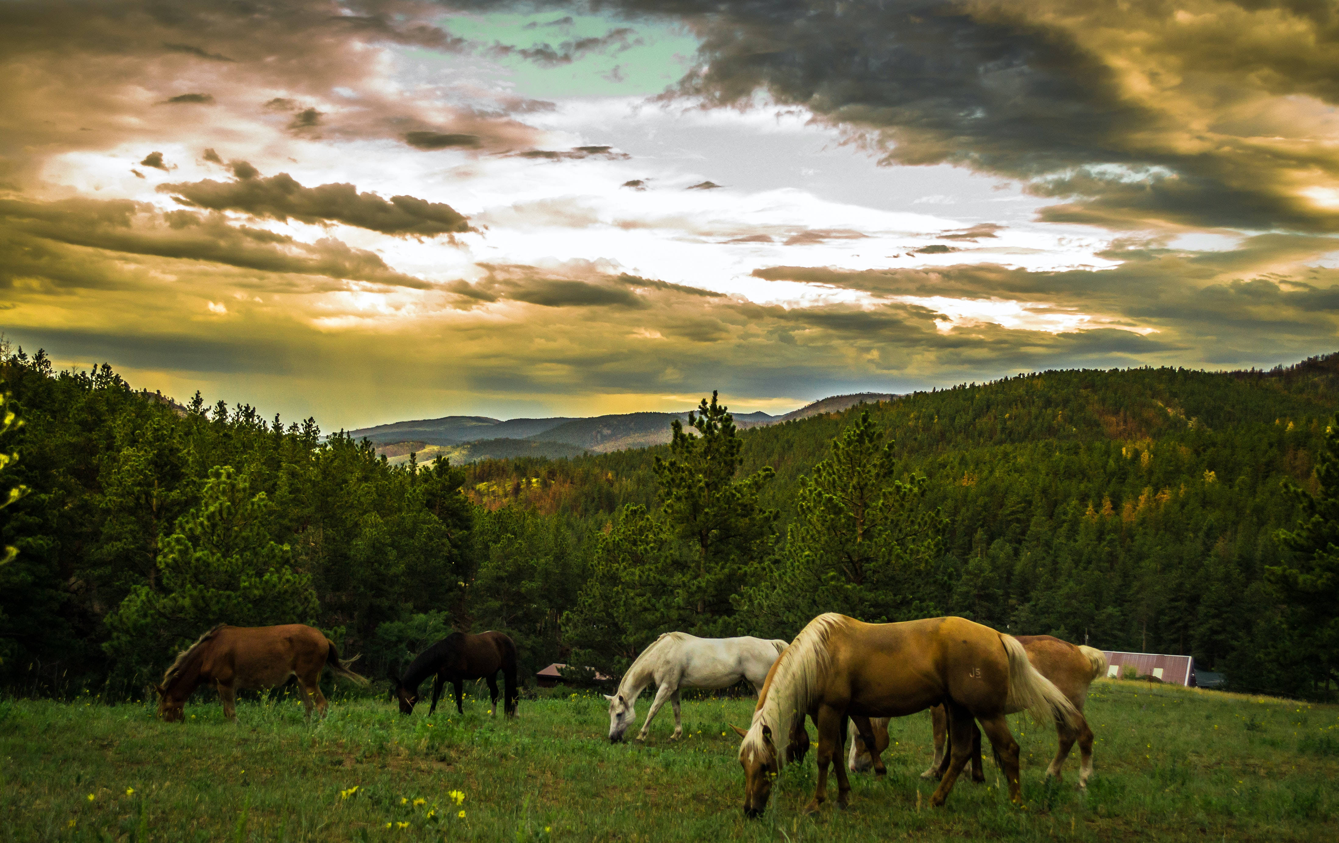 mare, sunlit meadow, golden sky, 4K Desktop Wallpaper