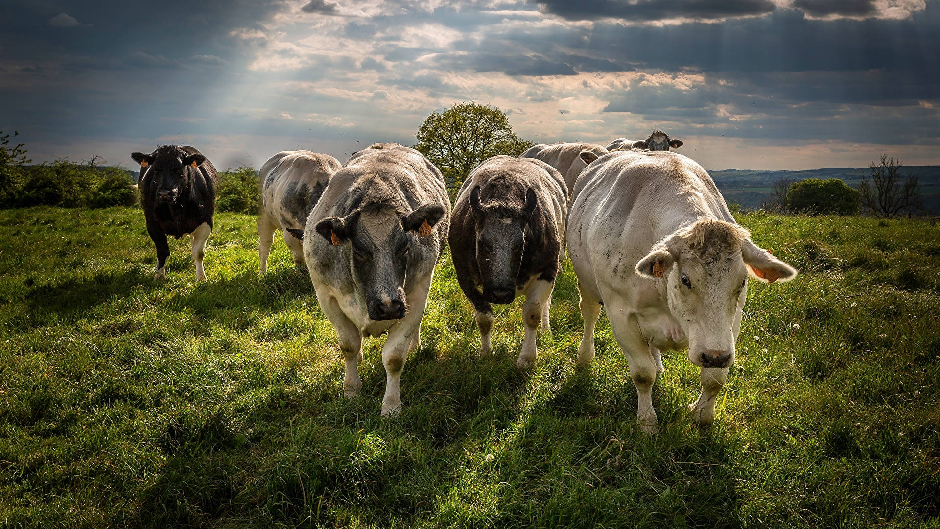 Farm Animal, cattle, sunlit green field, Full HD Desktop Wallpaper