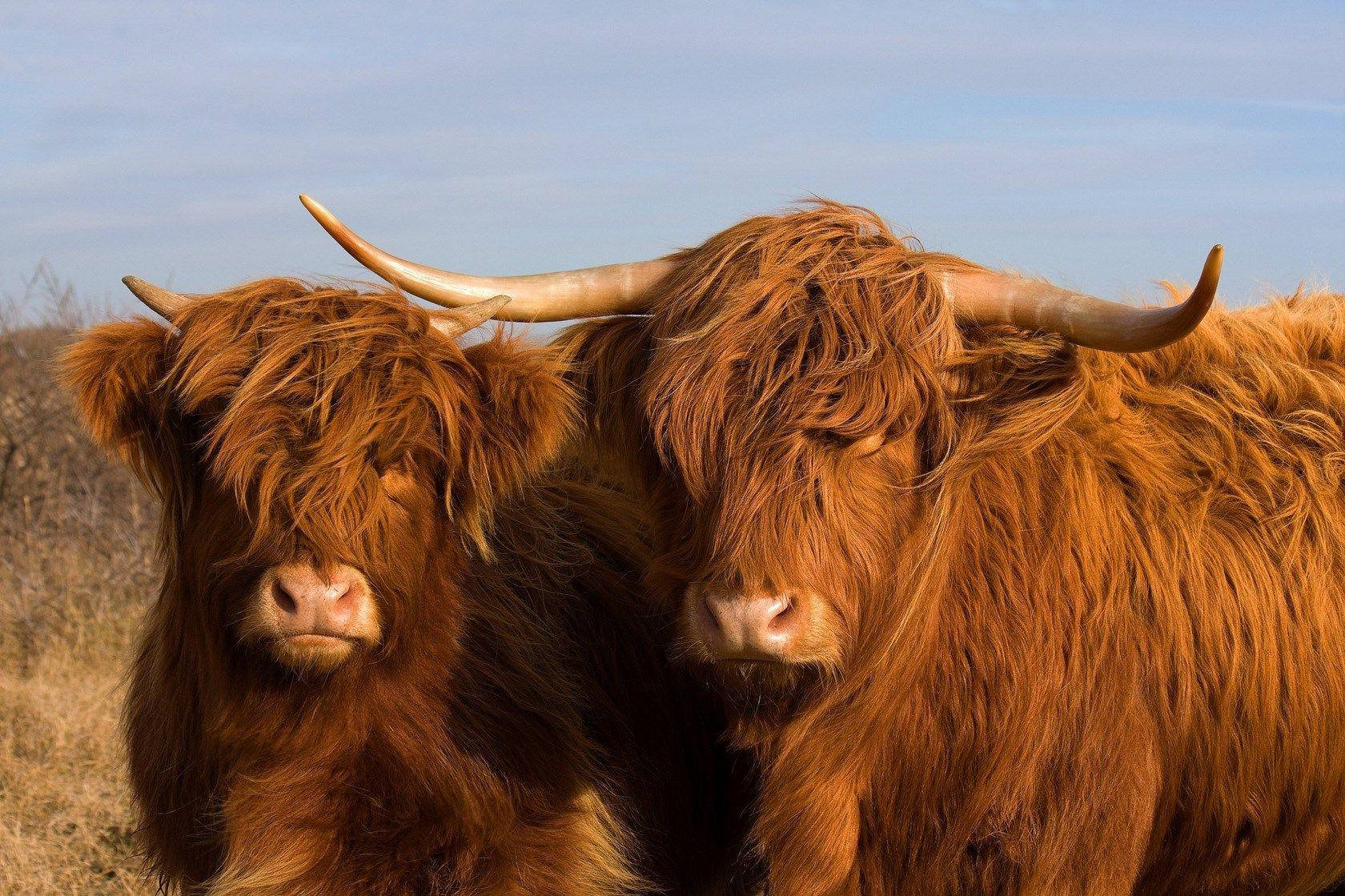 Highland cow, shaggy reddish-brown coats, curved horns, HD Desktop Wallpaper